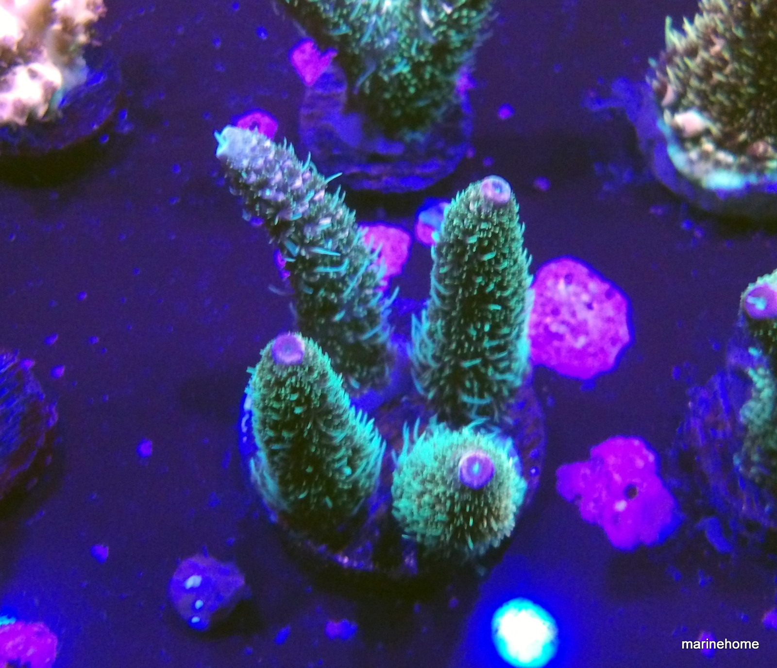 KODAK Digital Still Camera