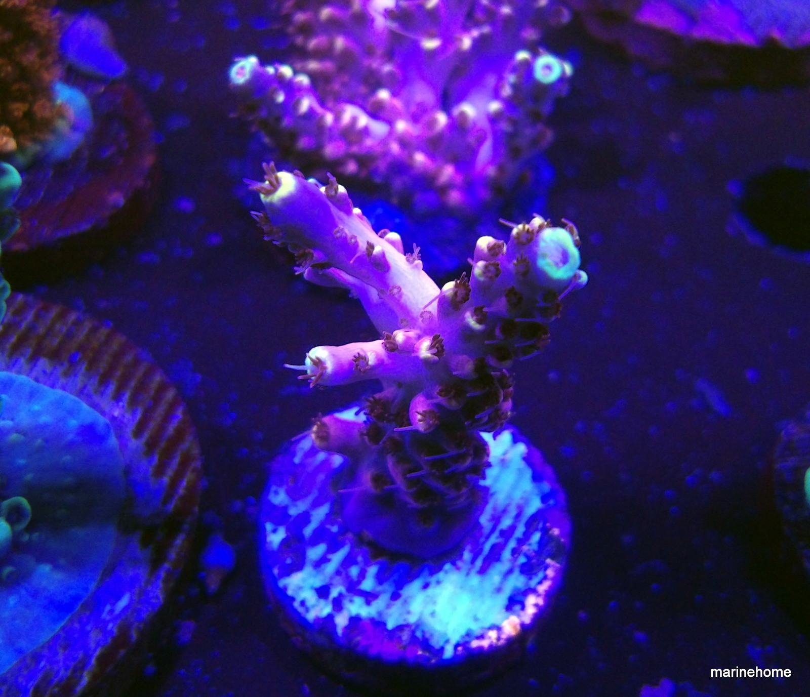 KODAK Digital Still Camera