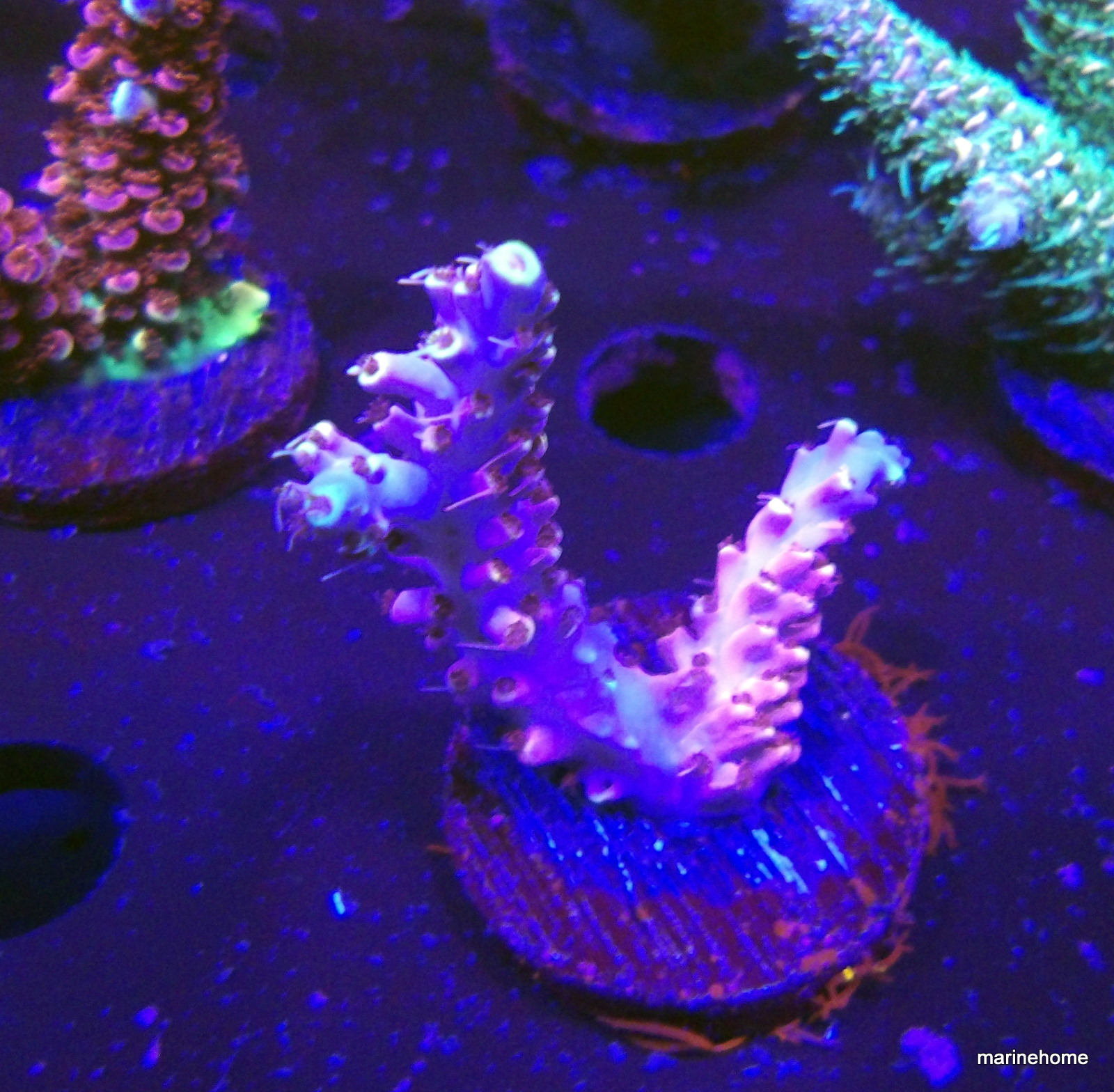 KODAK Digital Still Camera