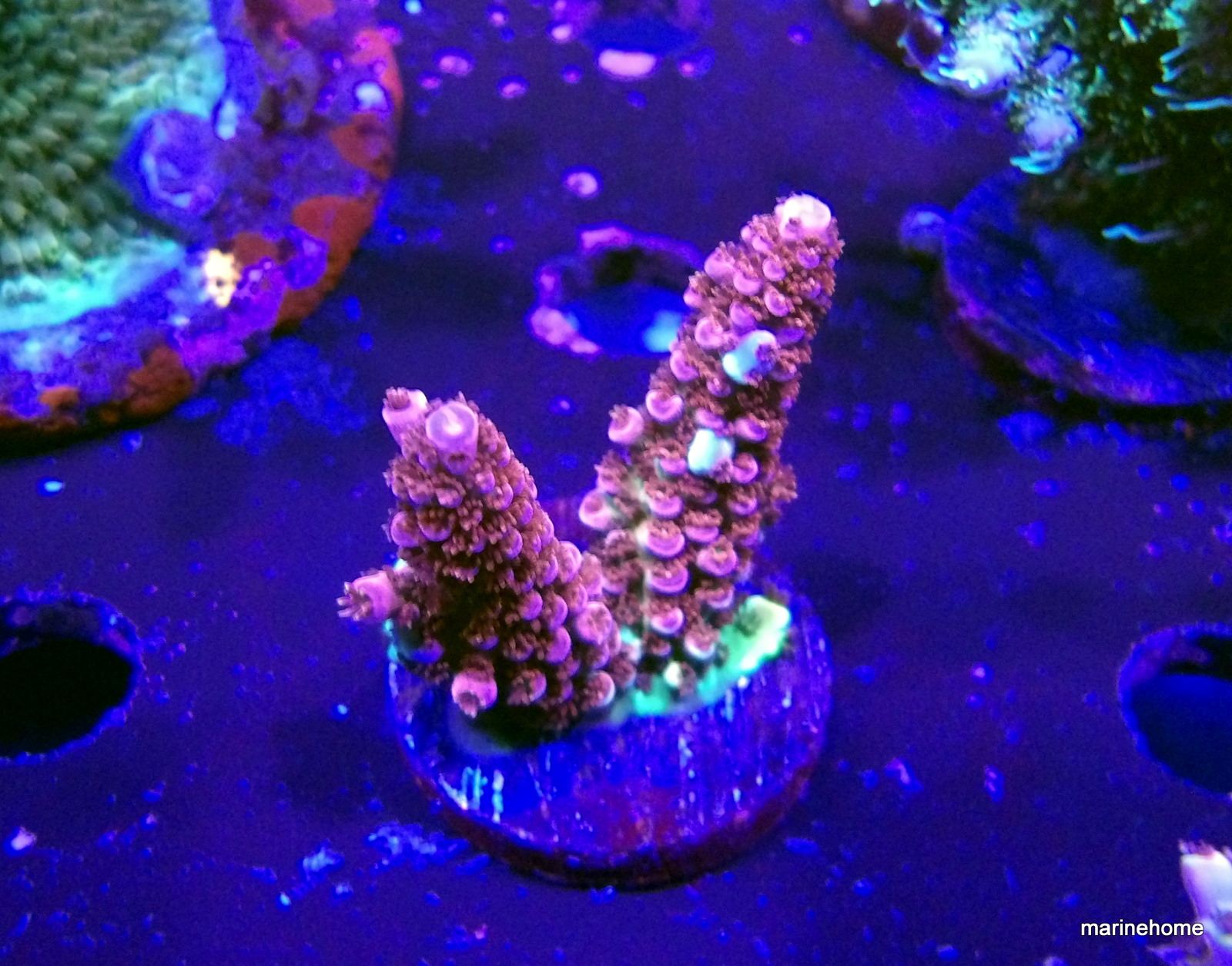 KODAK Digital Still Camera