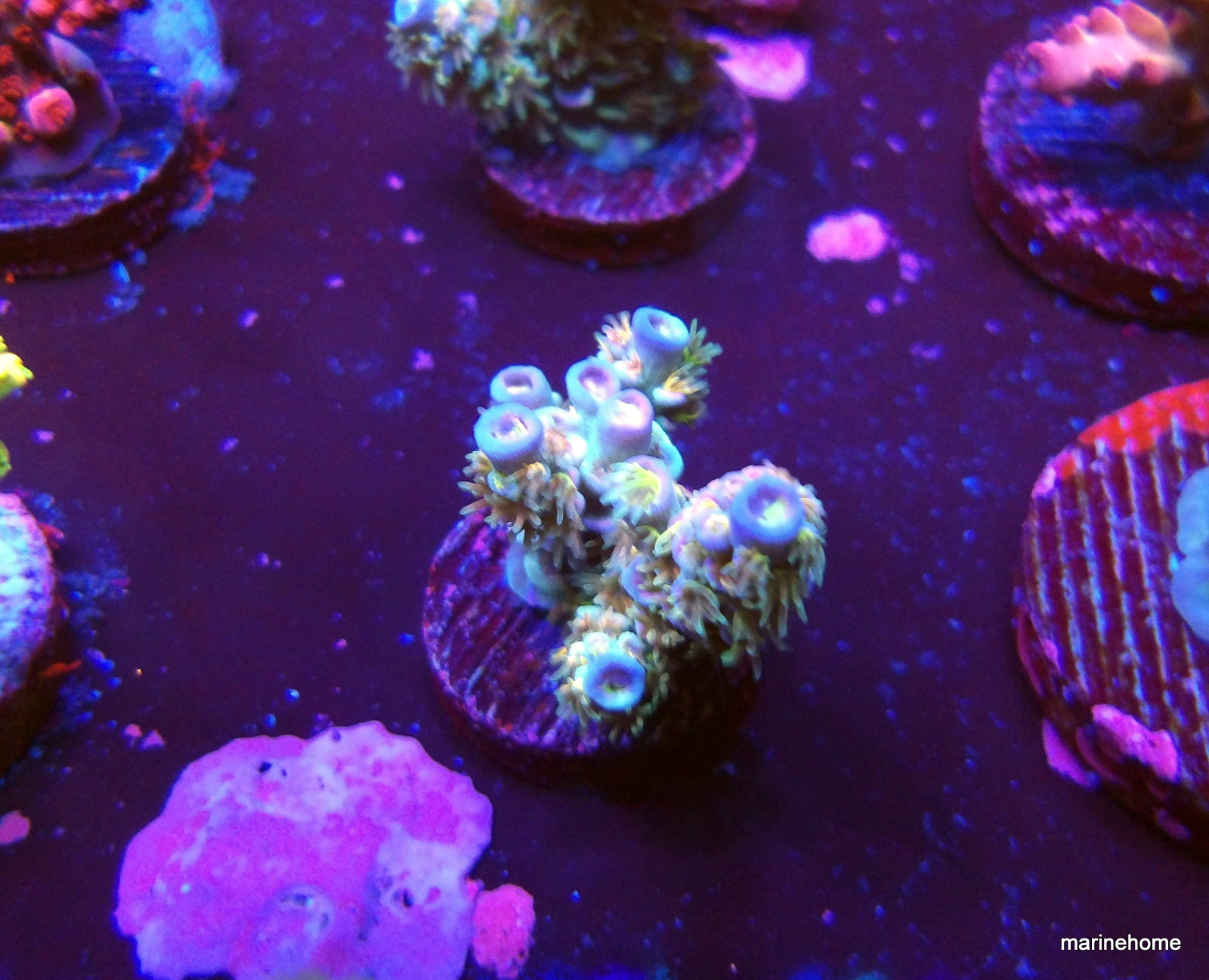 KODAK Digital Still Camera