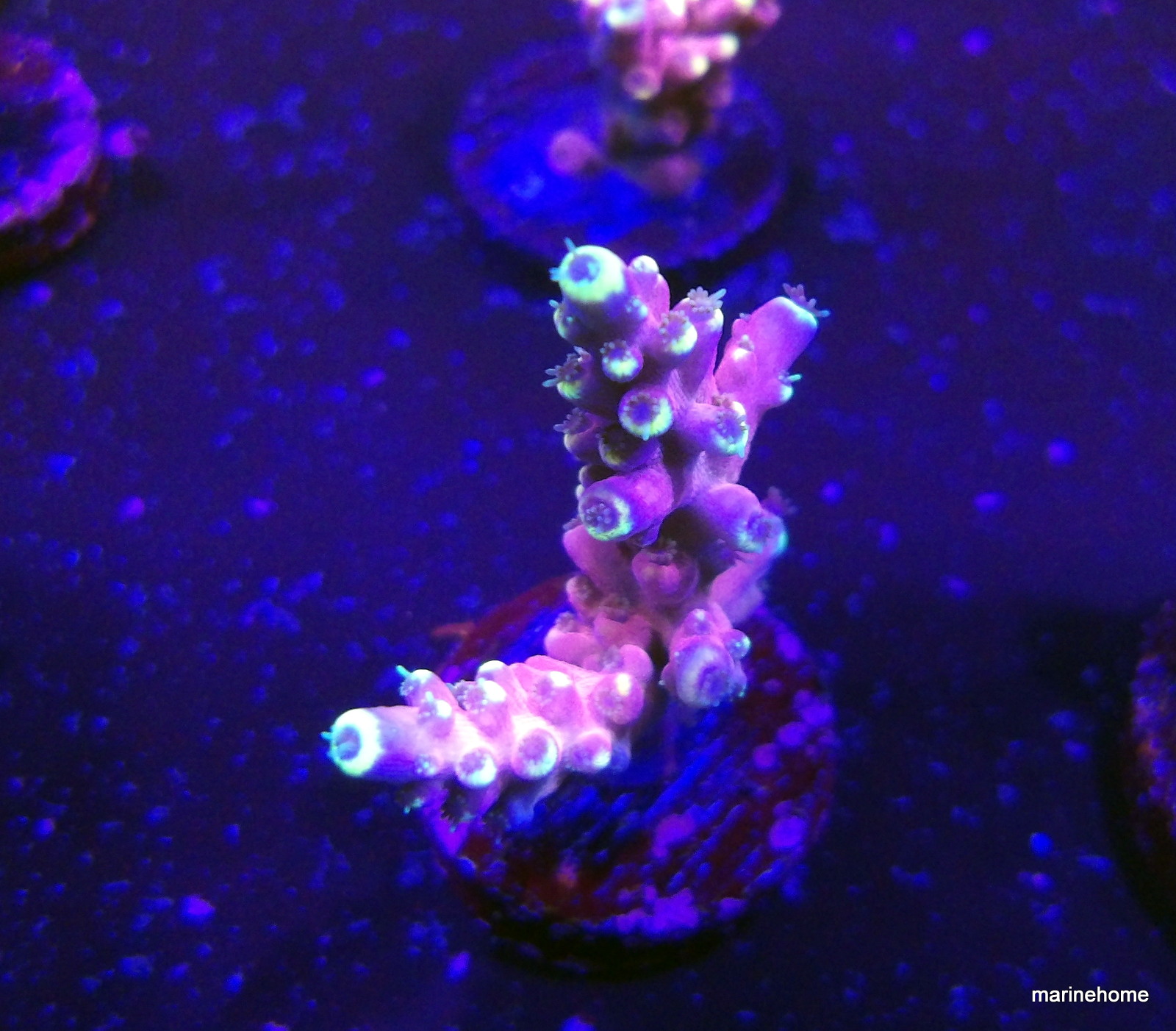 KODAK Digital Still Camera