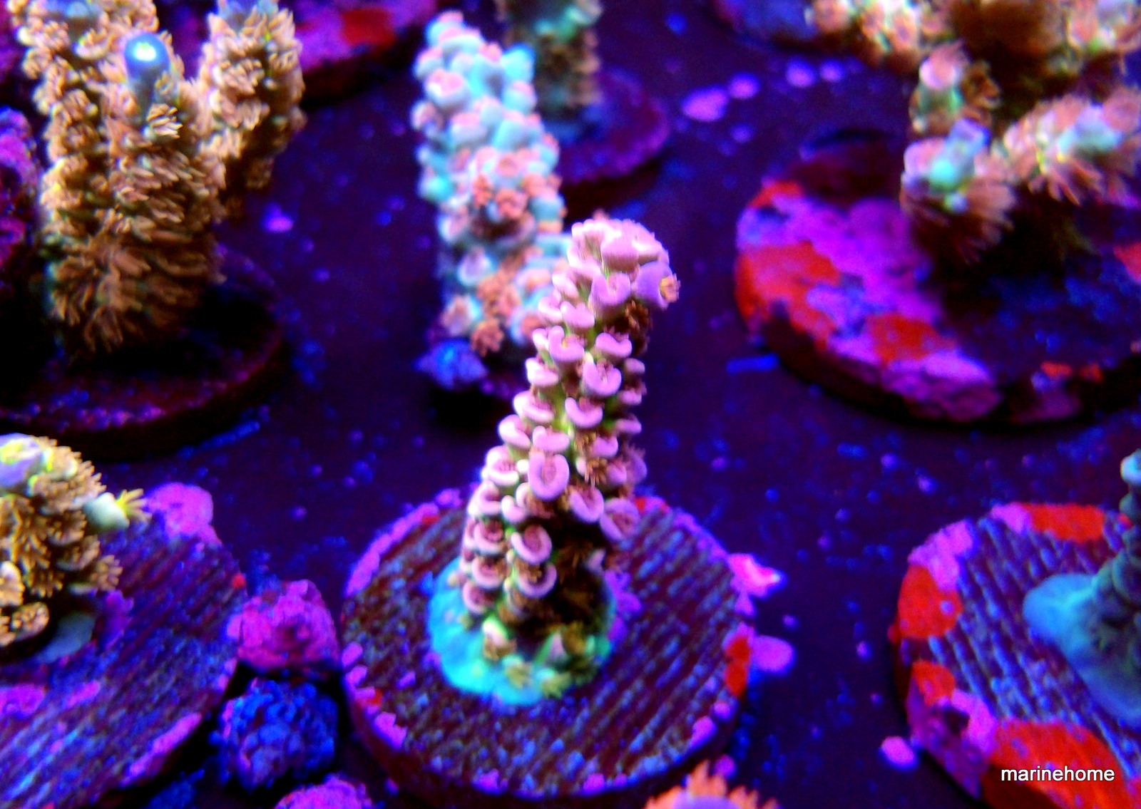 KODAK Digital Still Camera