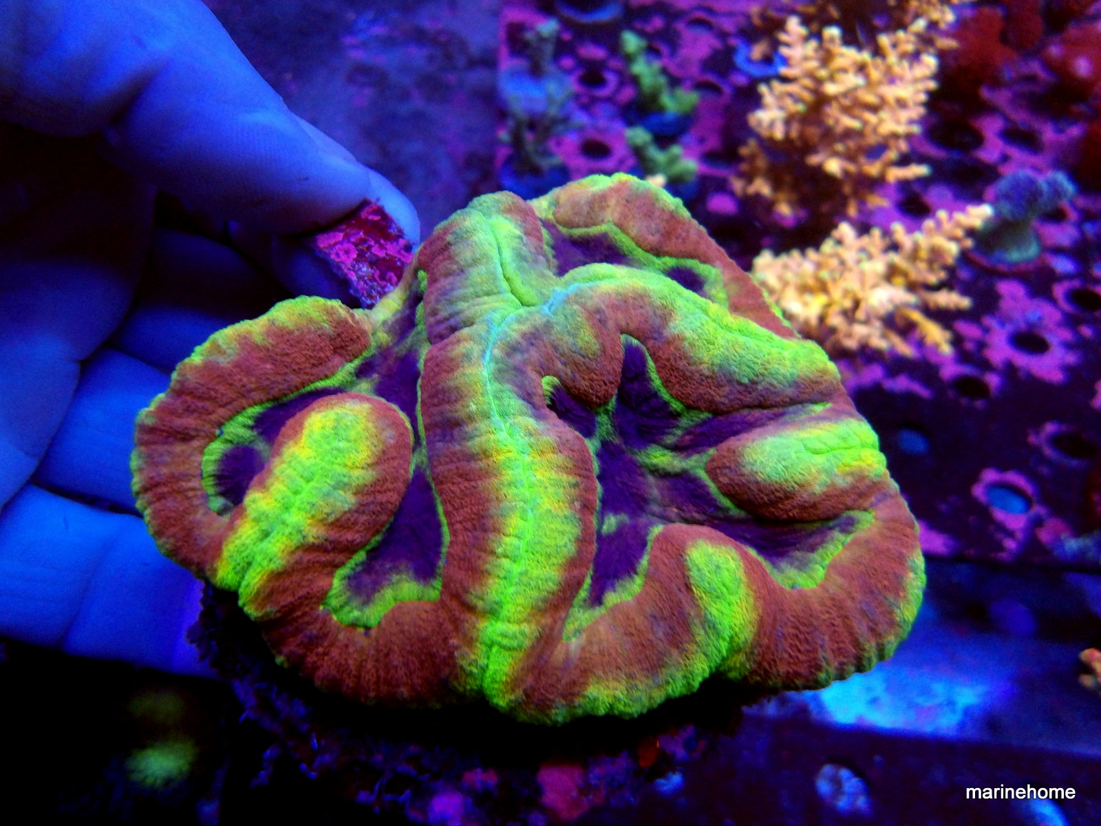 KODAK Digital Still Camera