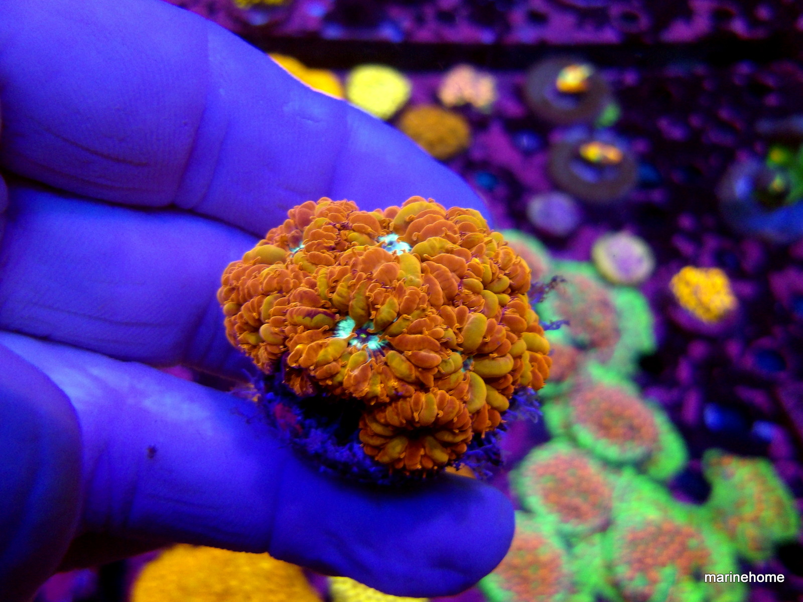 KODAK Digital Still Camera