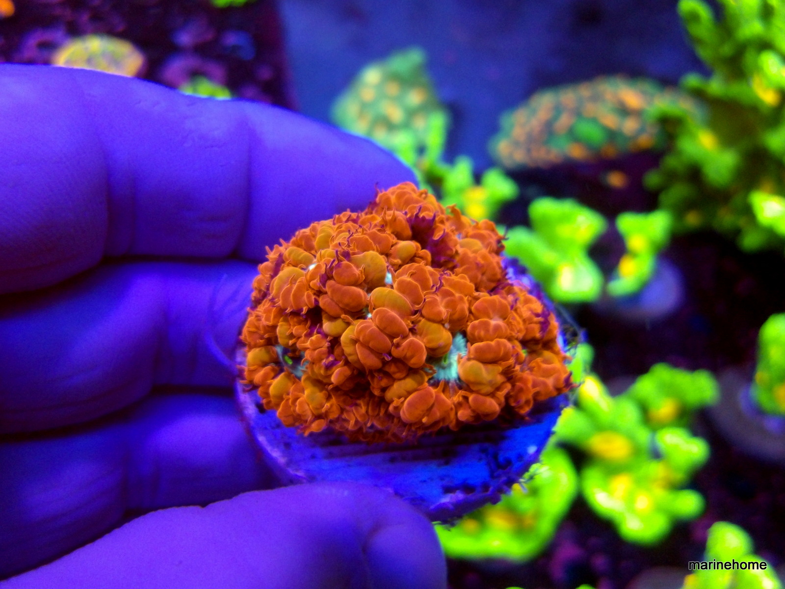 KODAK Digital Still Camera