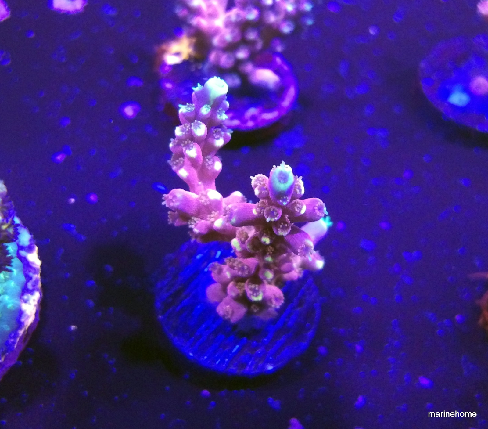 KODAK Digital Still Camera