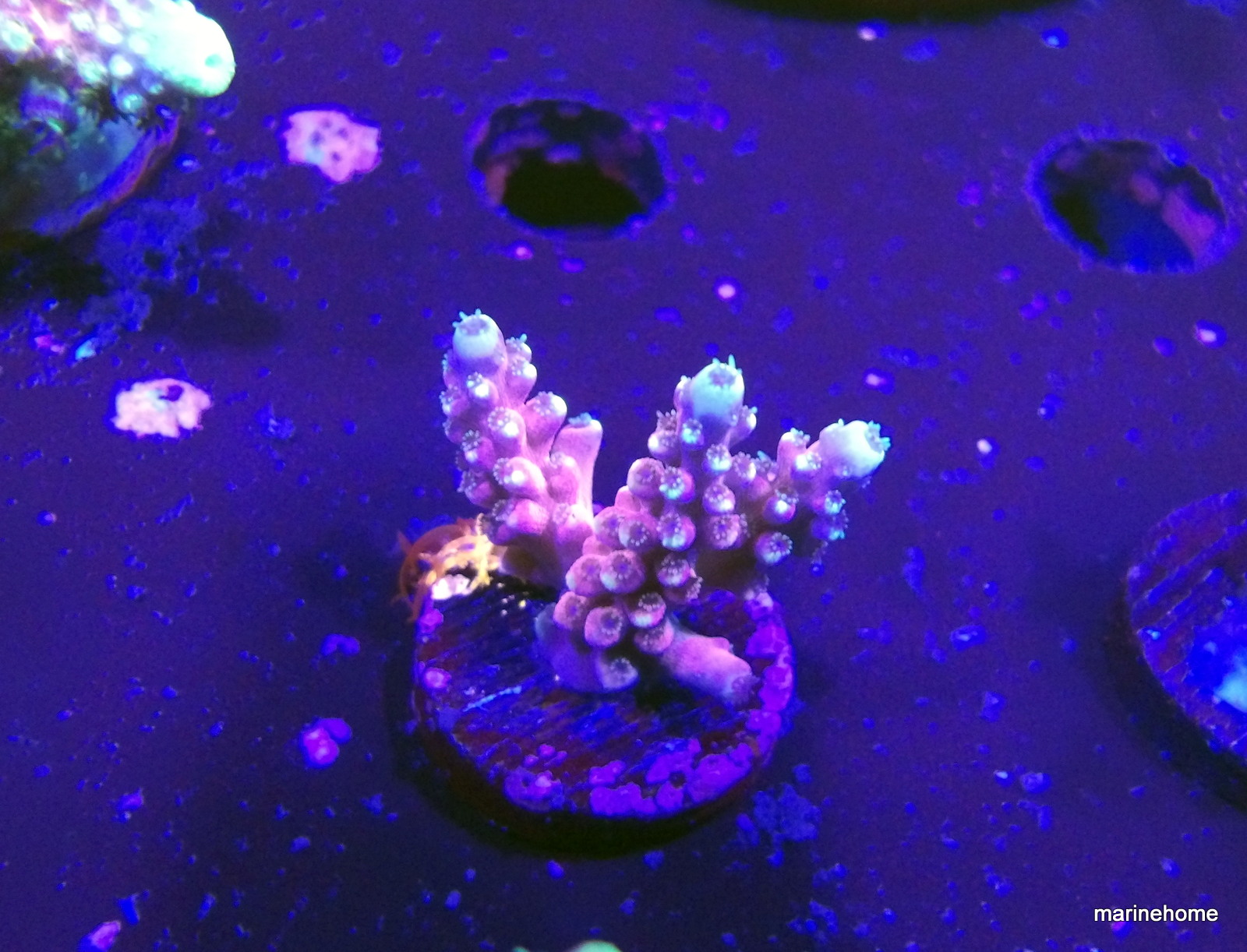 KODAK Digital Still Camera