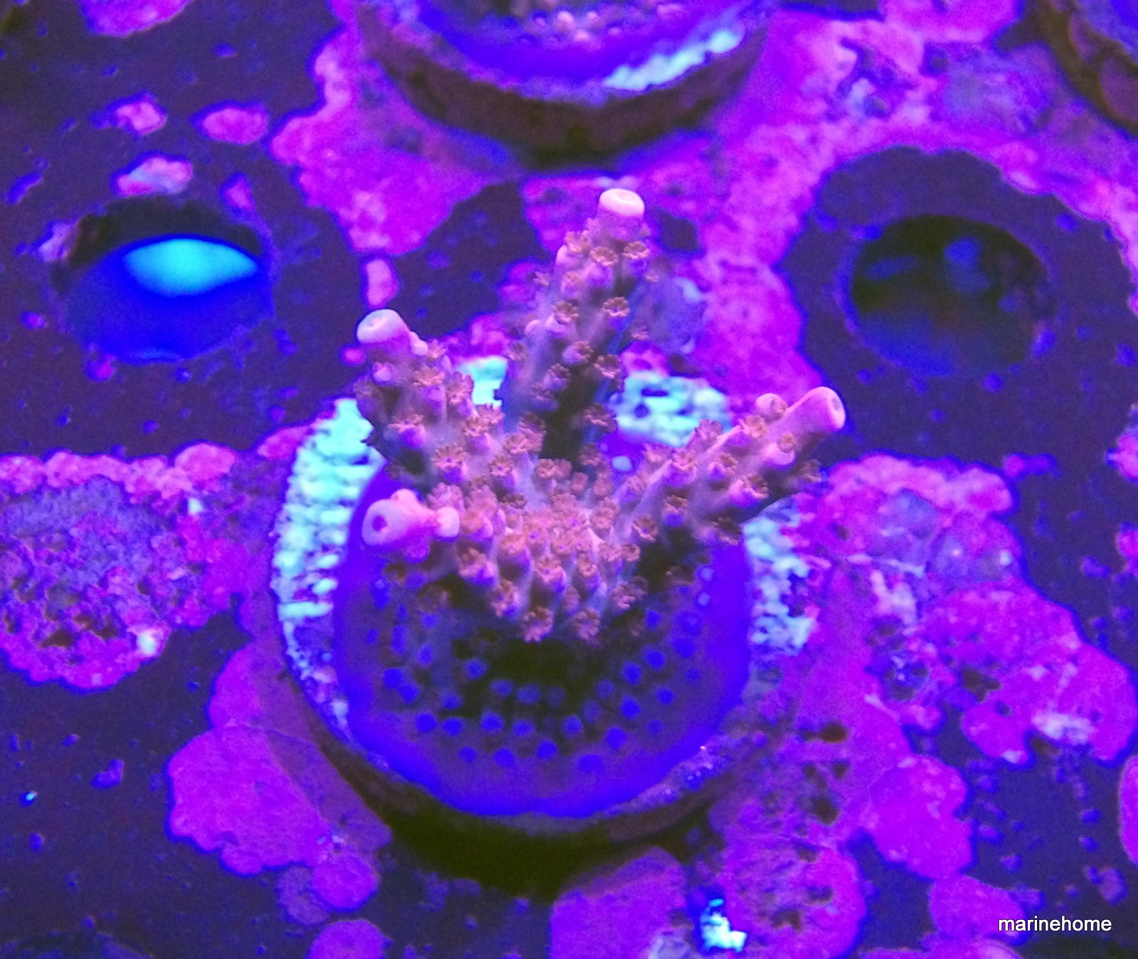 KODAK Digital Still Camera