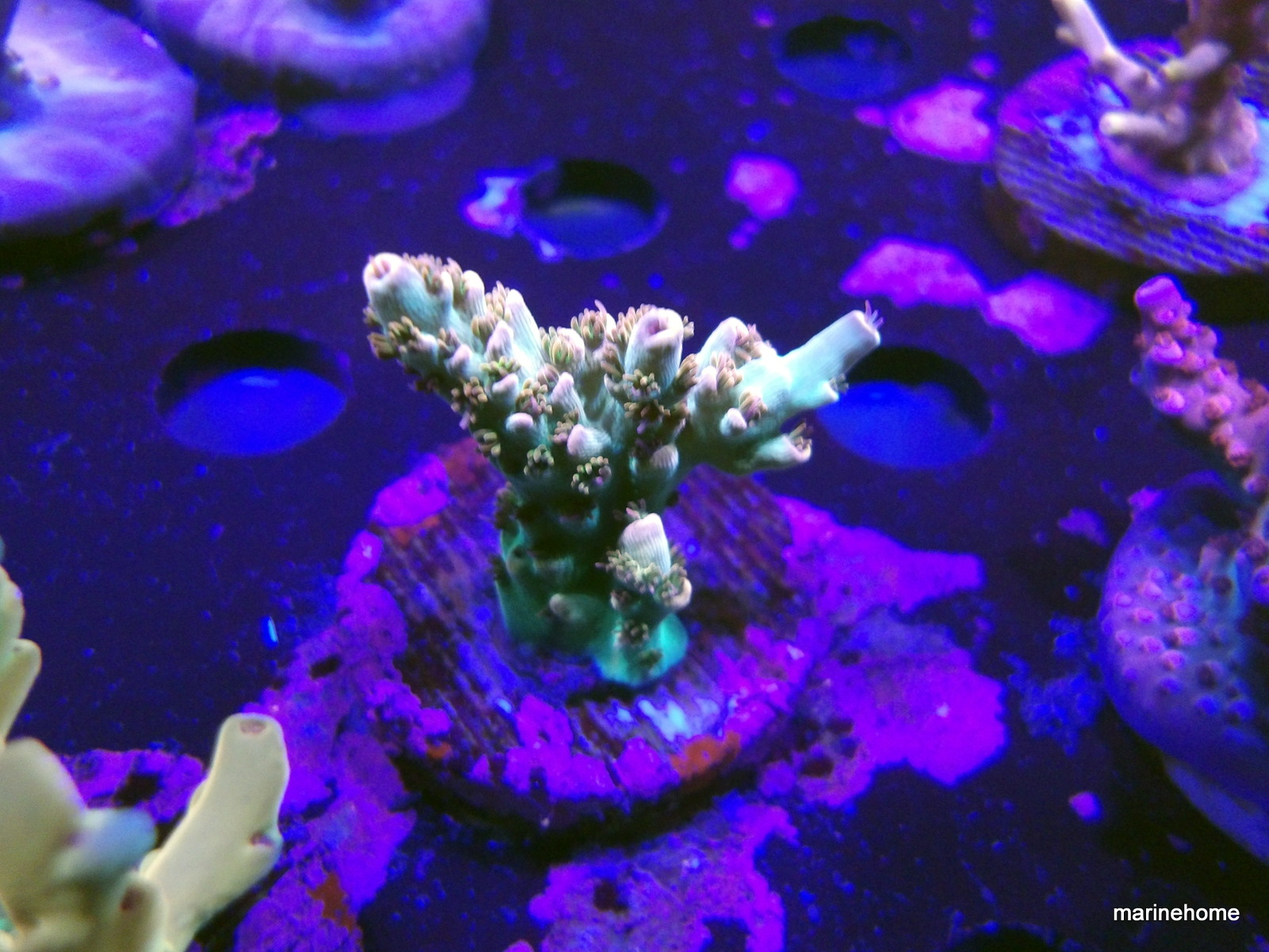 KODAK Digital Still Camera