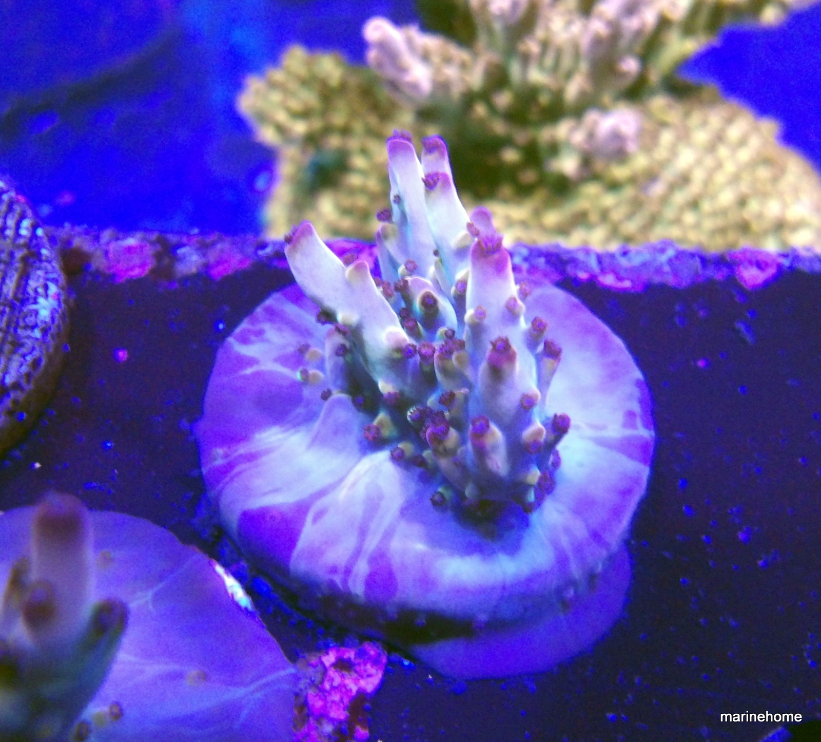 KODAK Digital Still Camera