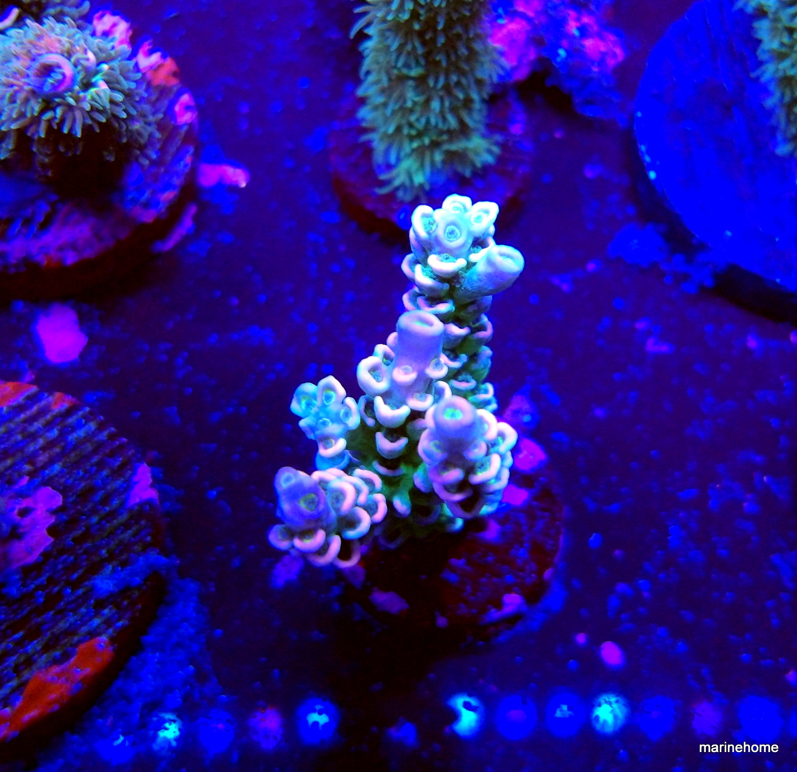 KODAK Digital Still Camera