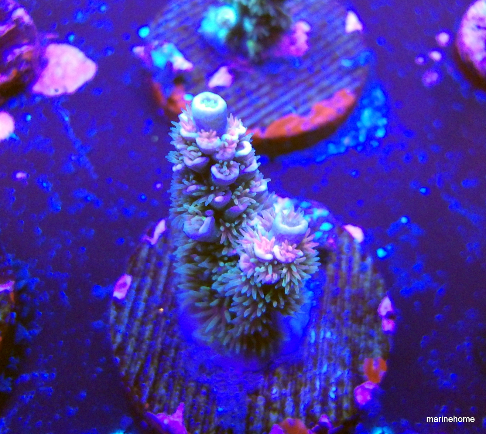 KODAK Digital Still Camera