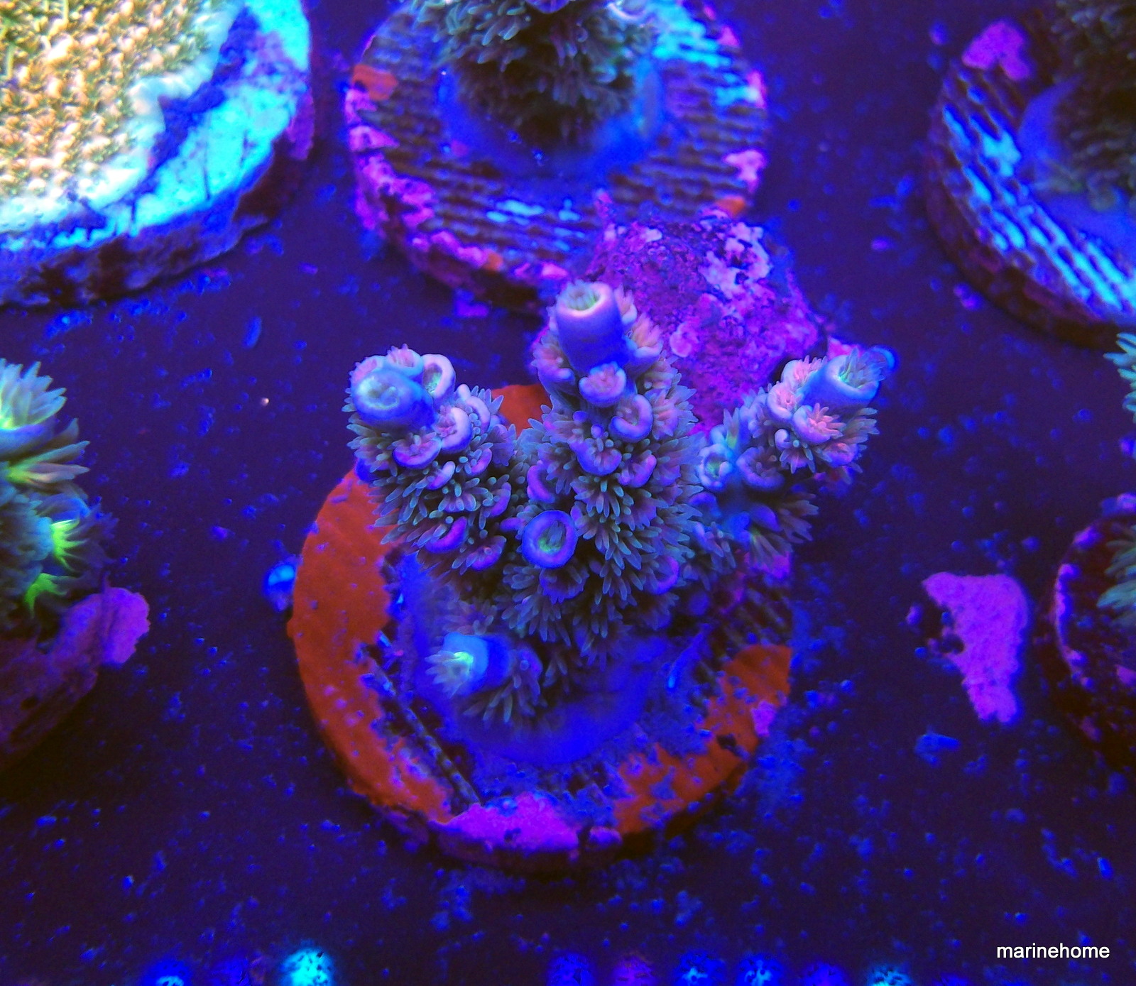 KODAK Digital Still Camera