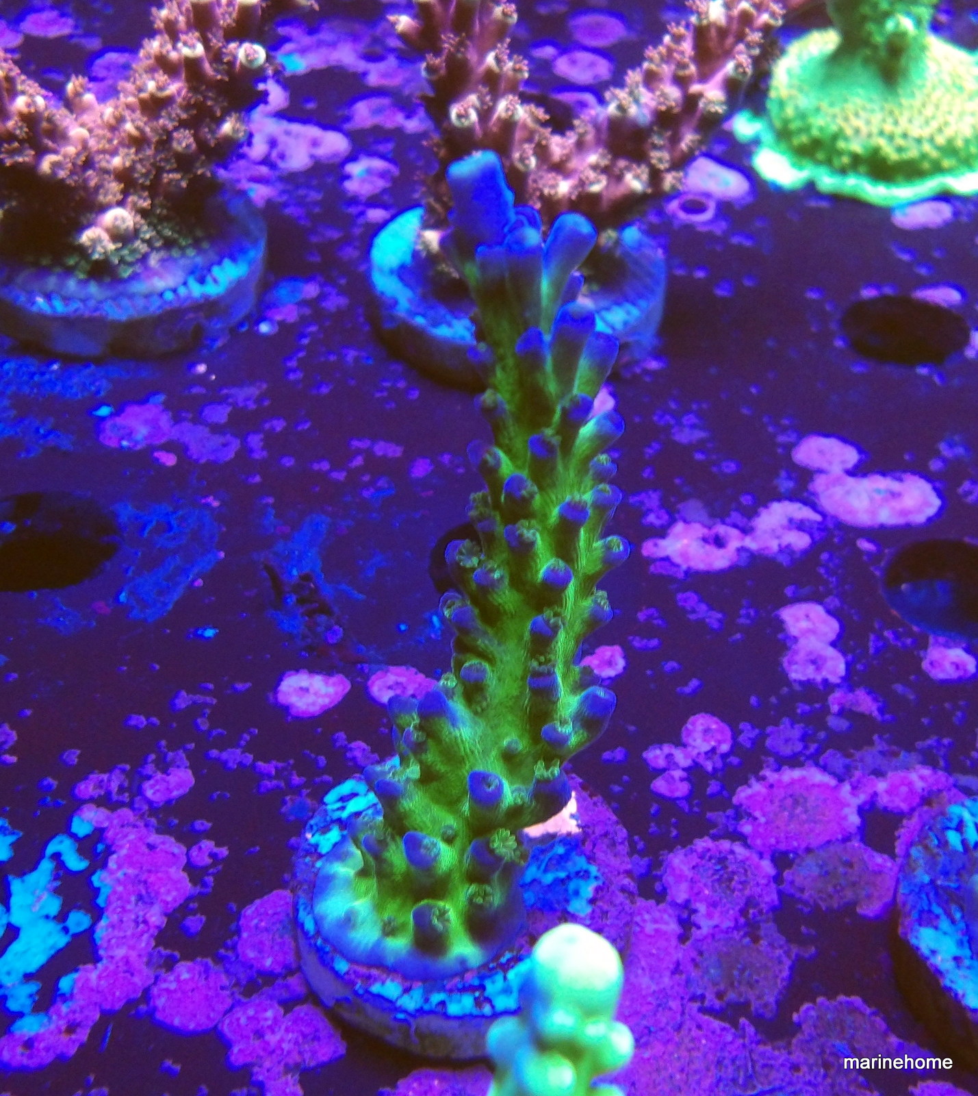 KODAK Digital Still Camera