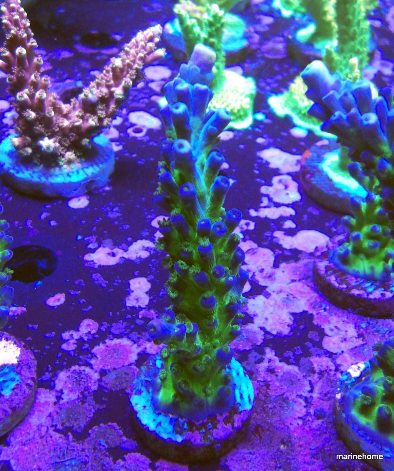 KODAK Digital Still Camera