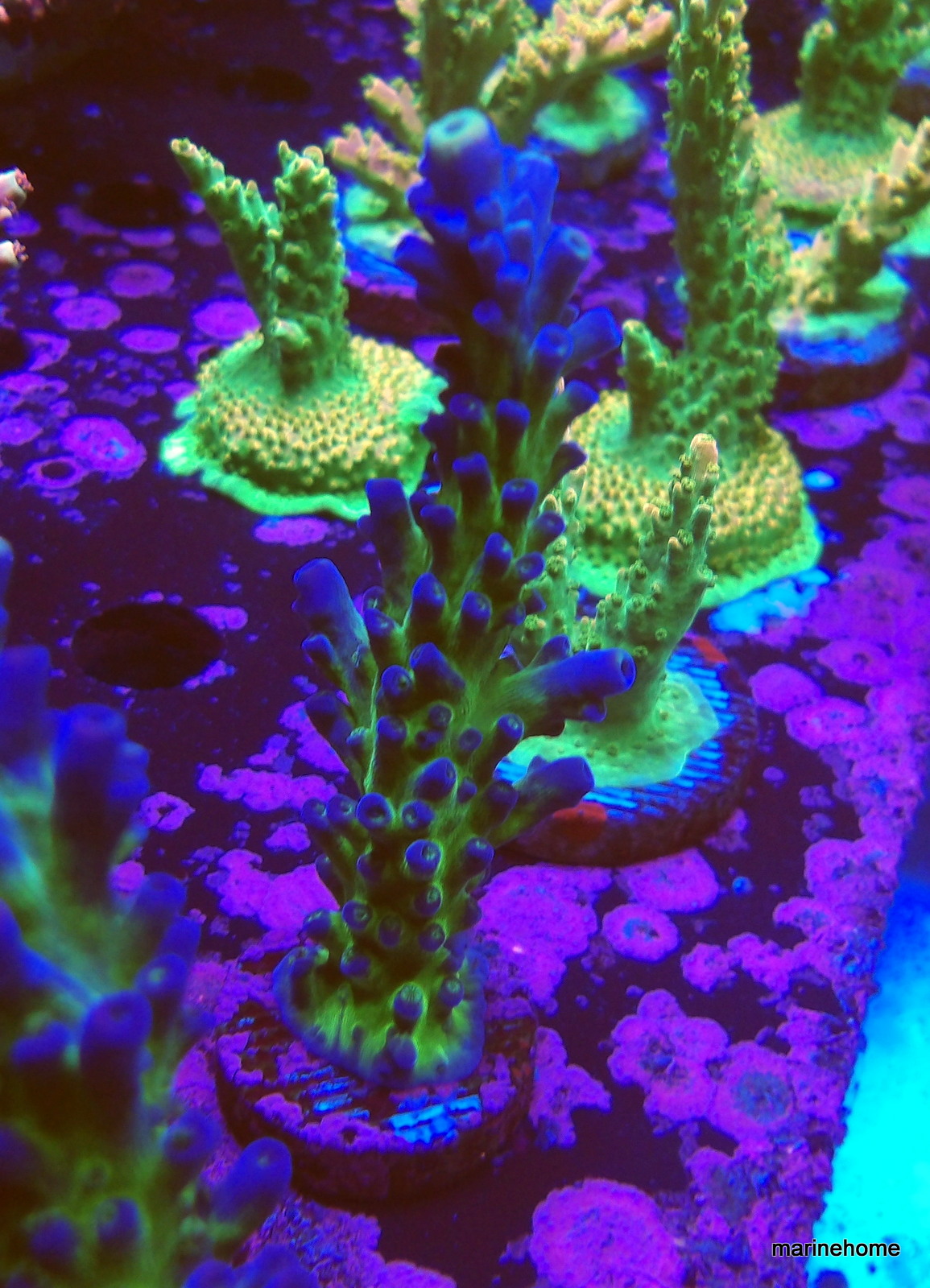 KODAK Digital Still Camera