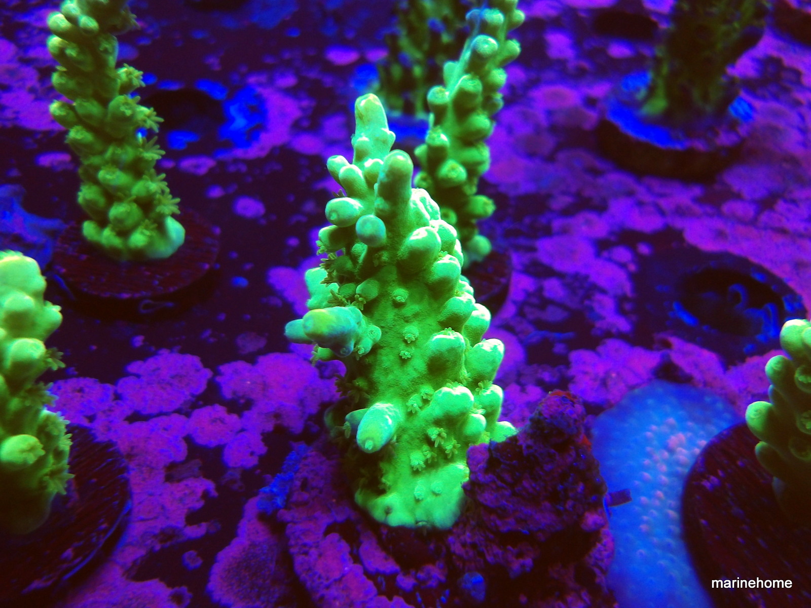 KODAK Digital Still Camera