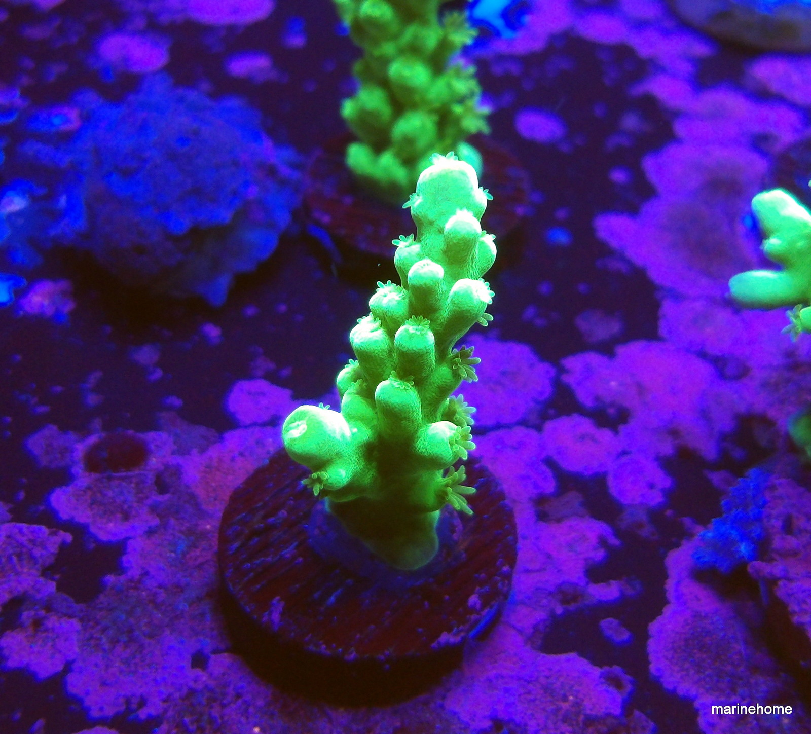 KODAK Digital Still Camera