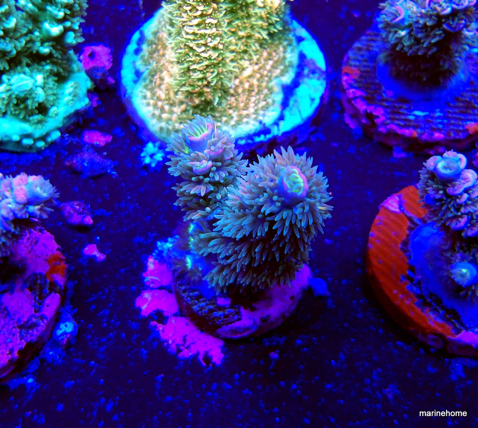 KODAK Digital Still Camera