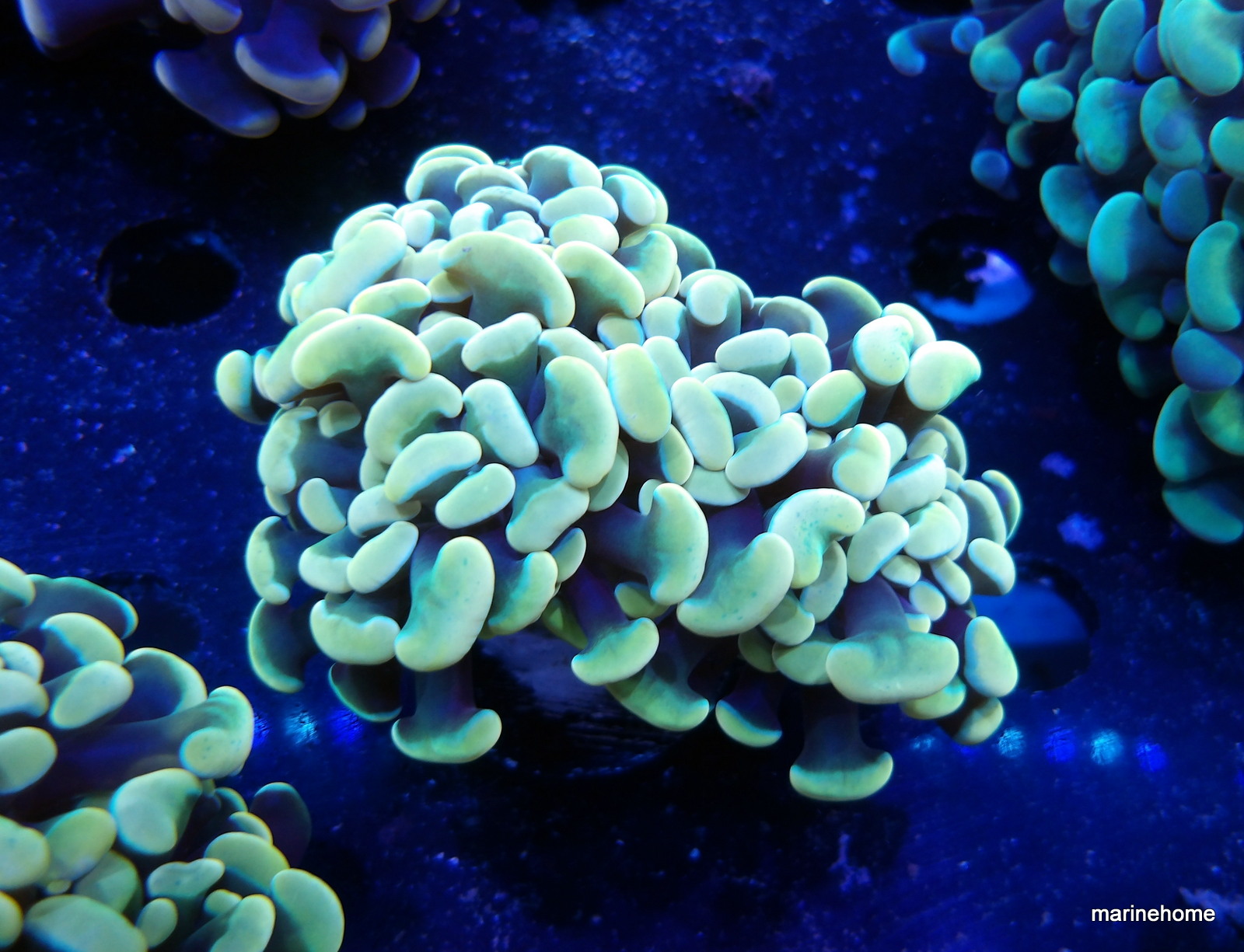 KODAK Digital Still Camera