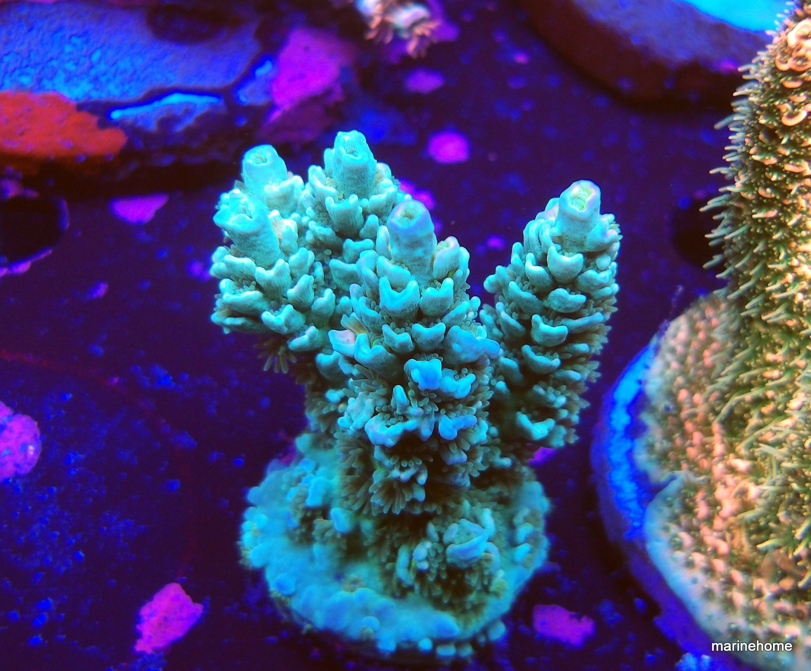 KODAK Digital Still Camera