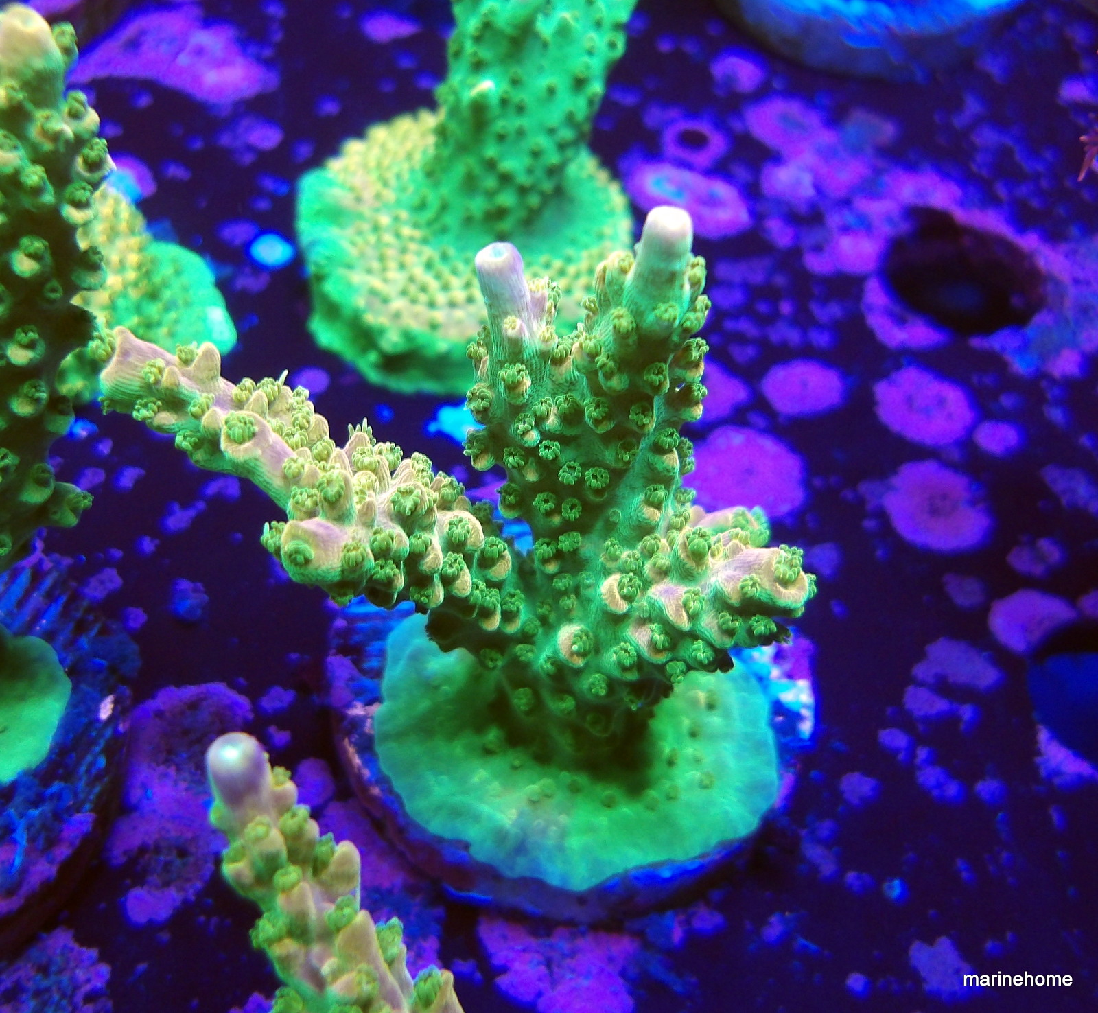 KODAK Digital Still Camera