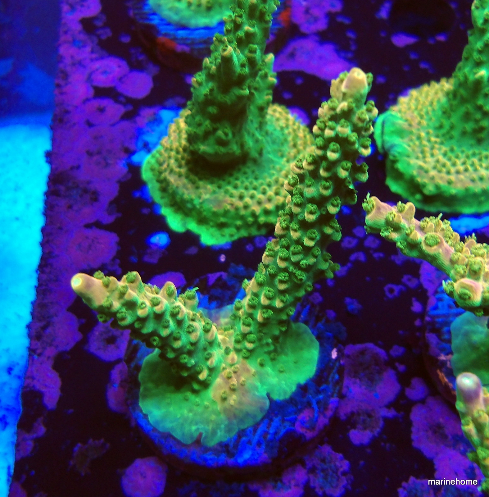 KODAK Digital Still Camera