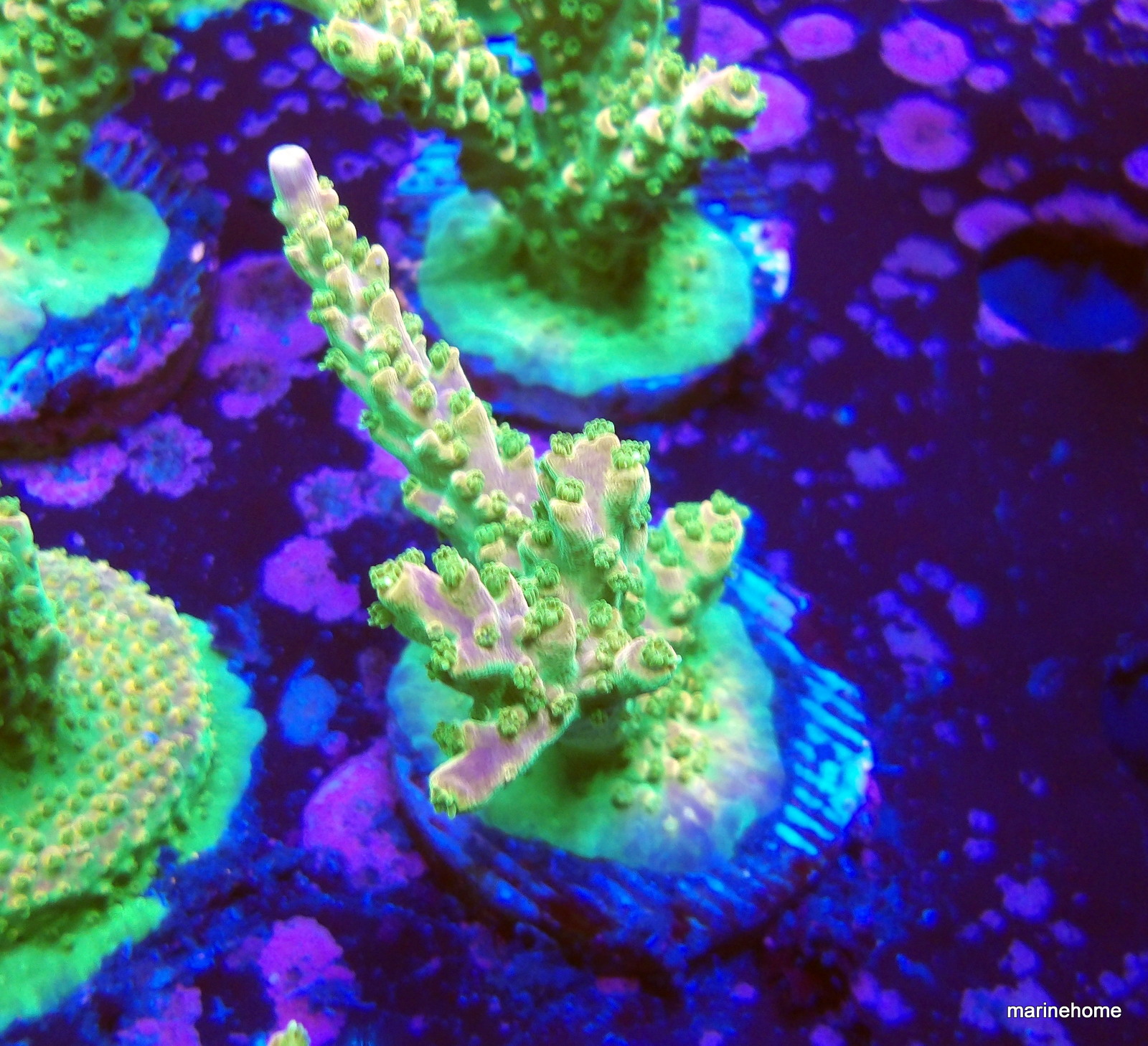 KODAK Digital Still Camera