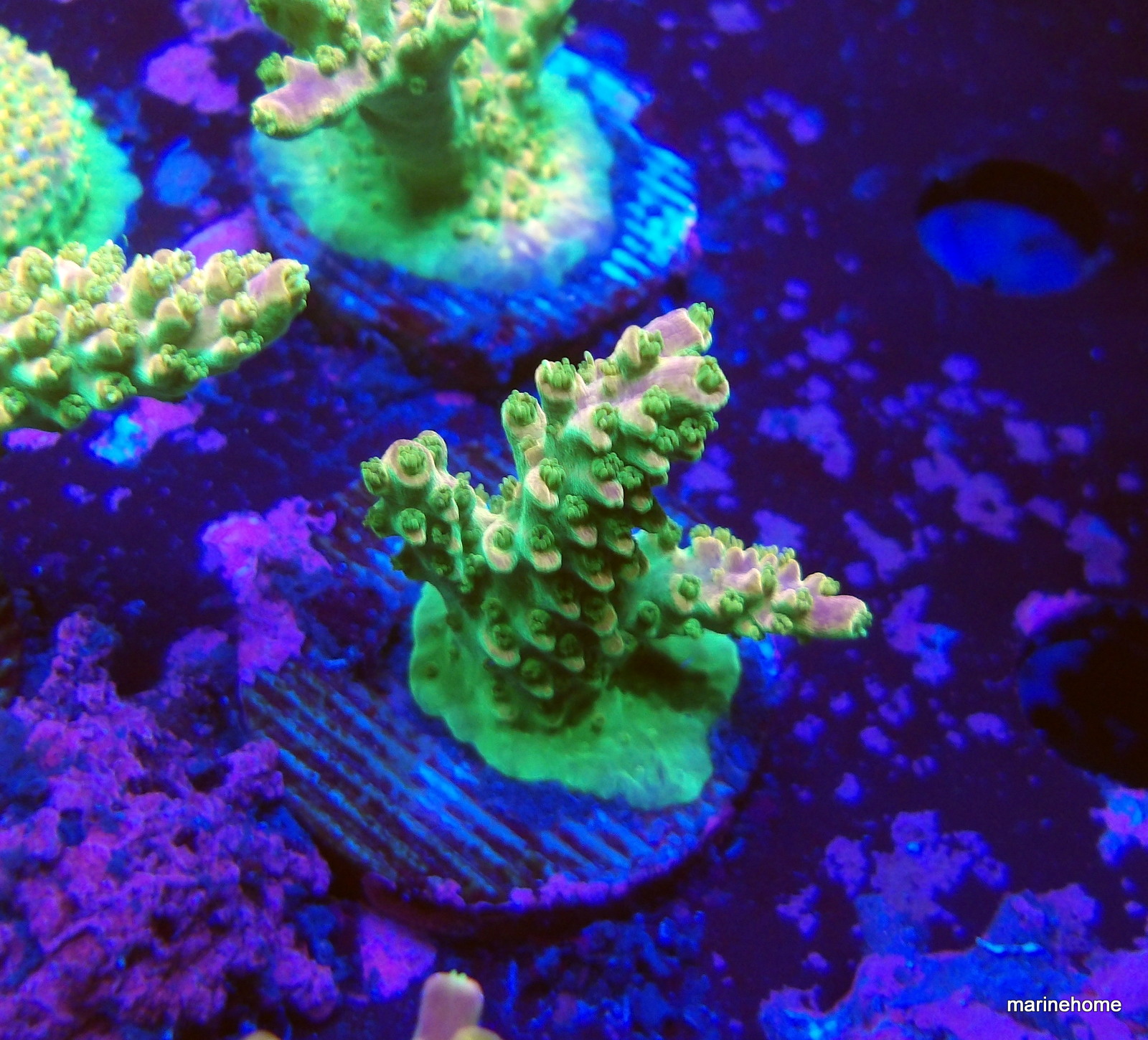 KODAK Digital Still Camera