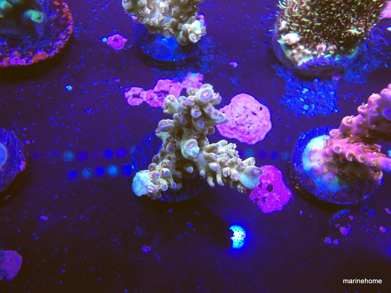 KODAK Digital Still Camera