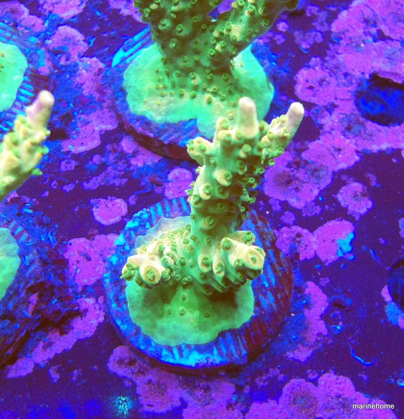 KODAK Digital Still Camera