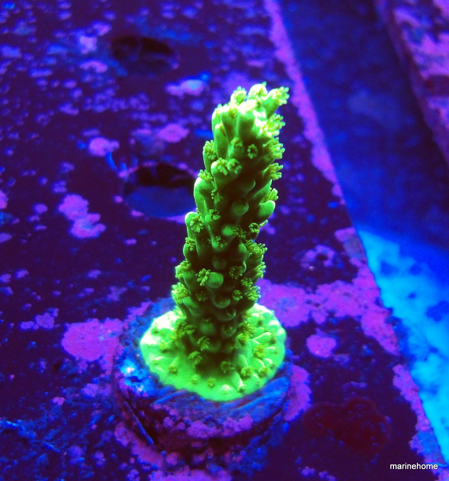 KODAK Digital Still Camera