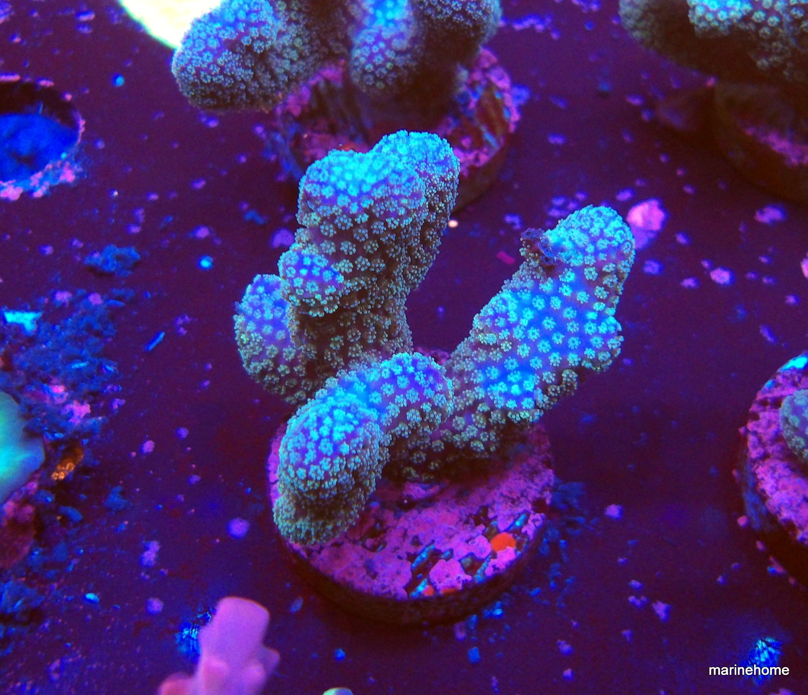 KODAK Digital Still Camera