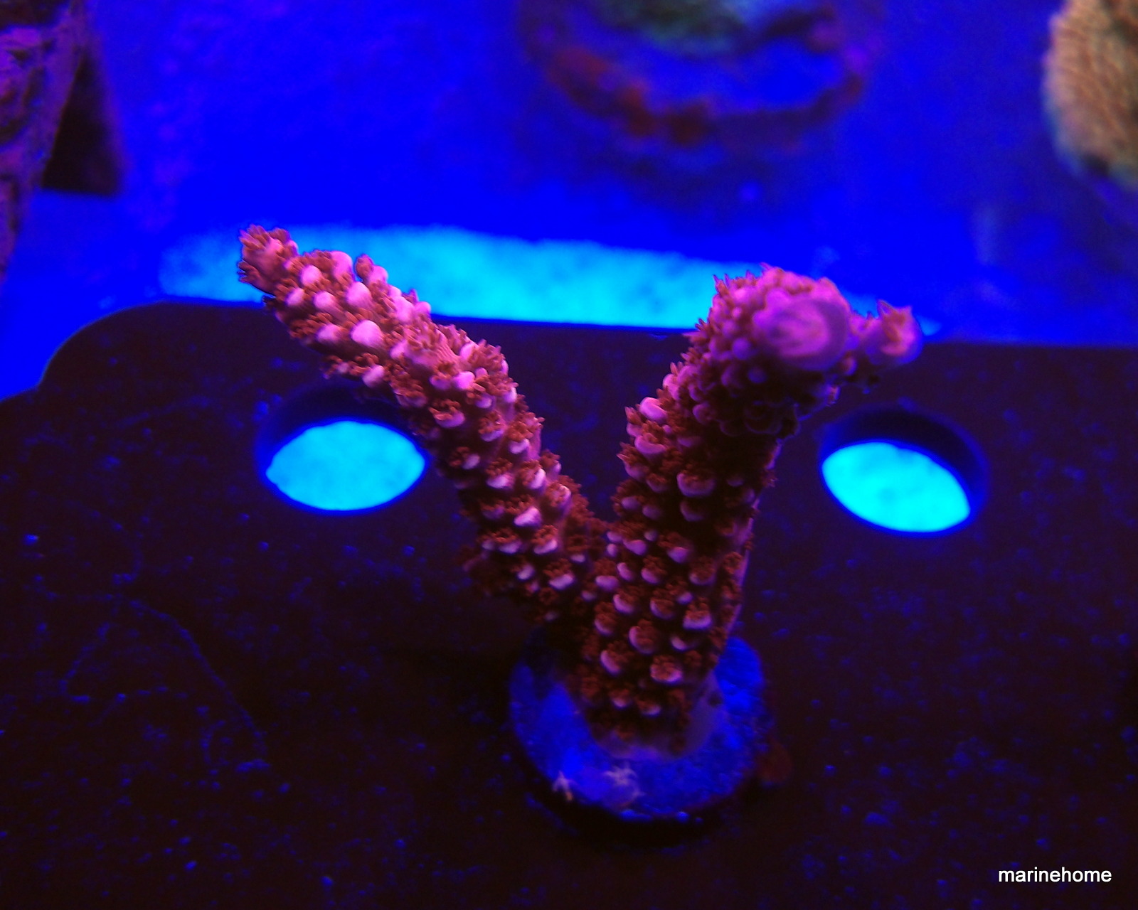 KODAK Digital Still Camera