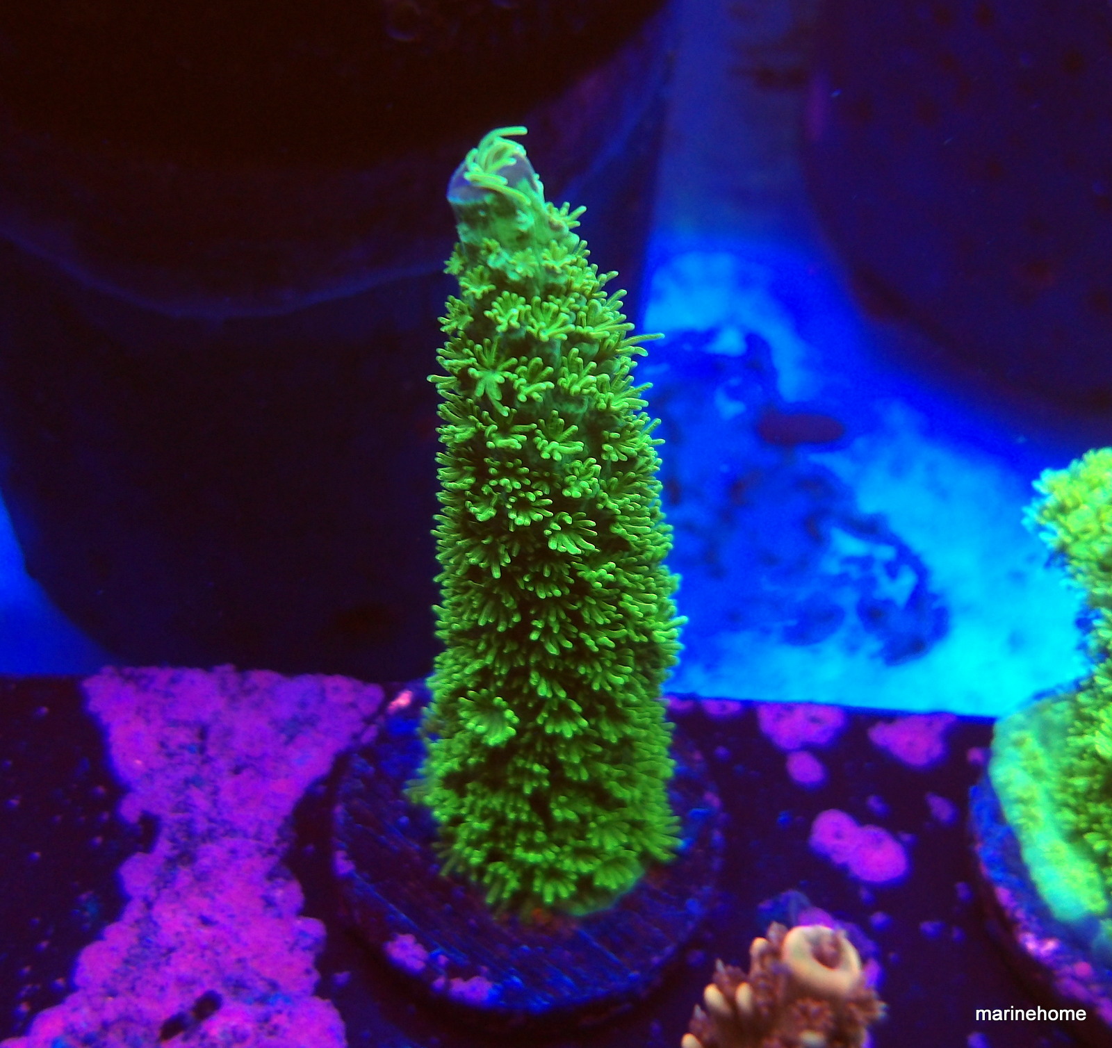 KODAK Digital Still Camera