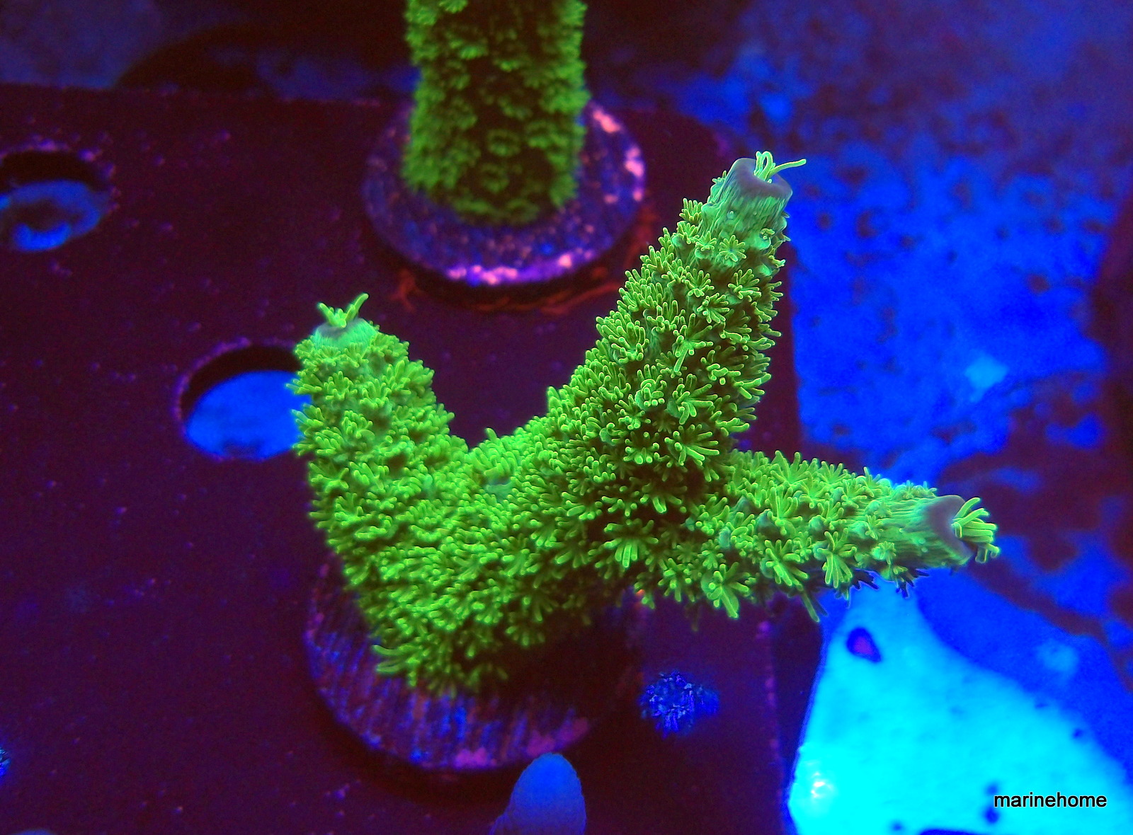 KODAK Digital Still Camera