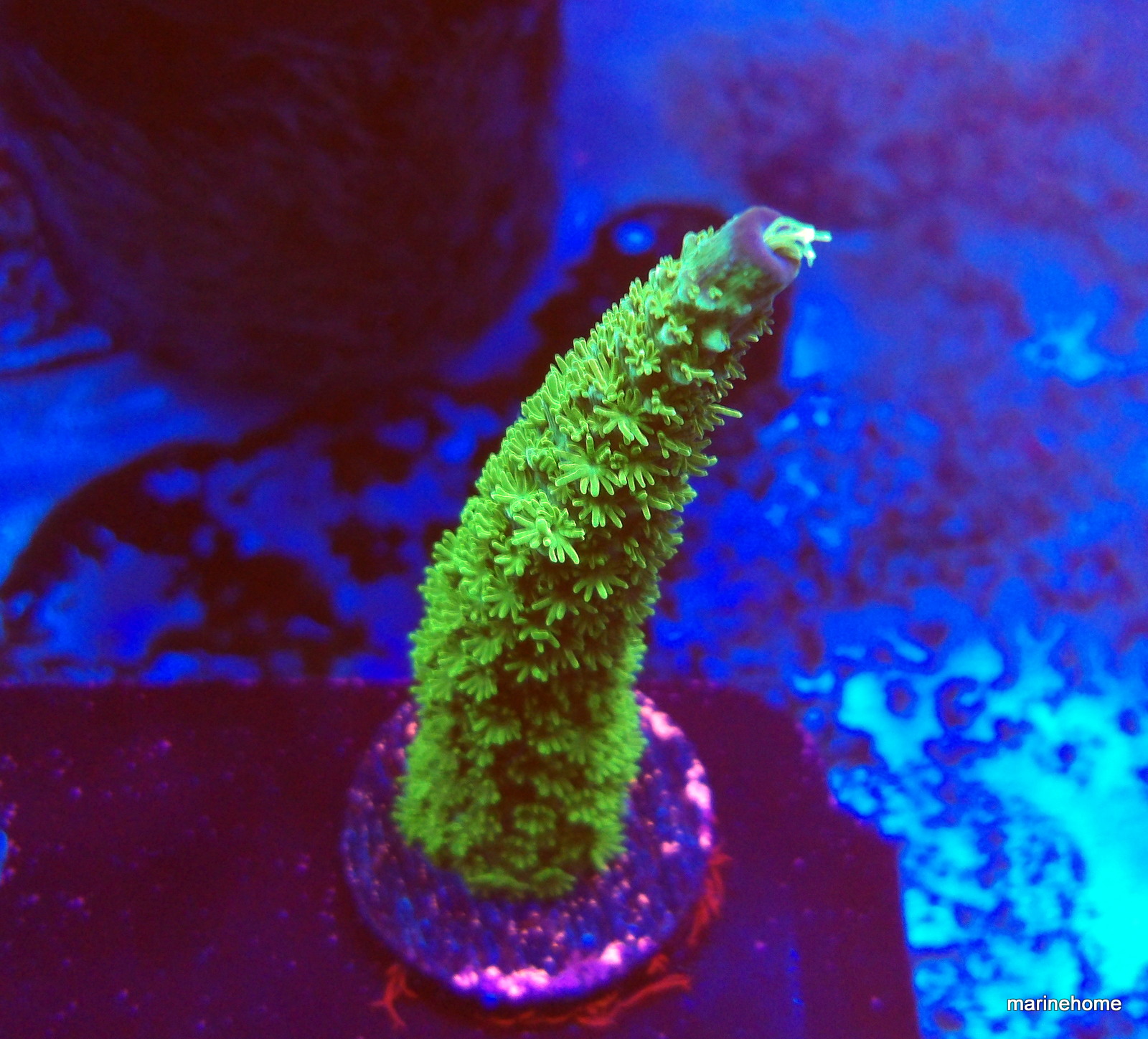 KODAK Digital Still Camera