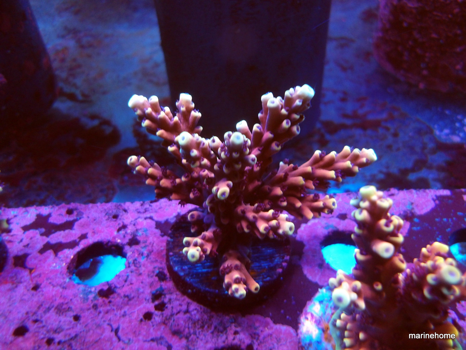 KODAK Digital Still Camera