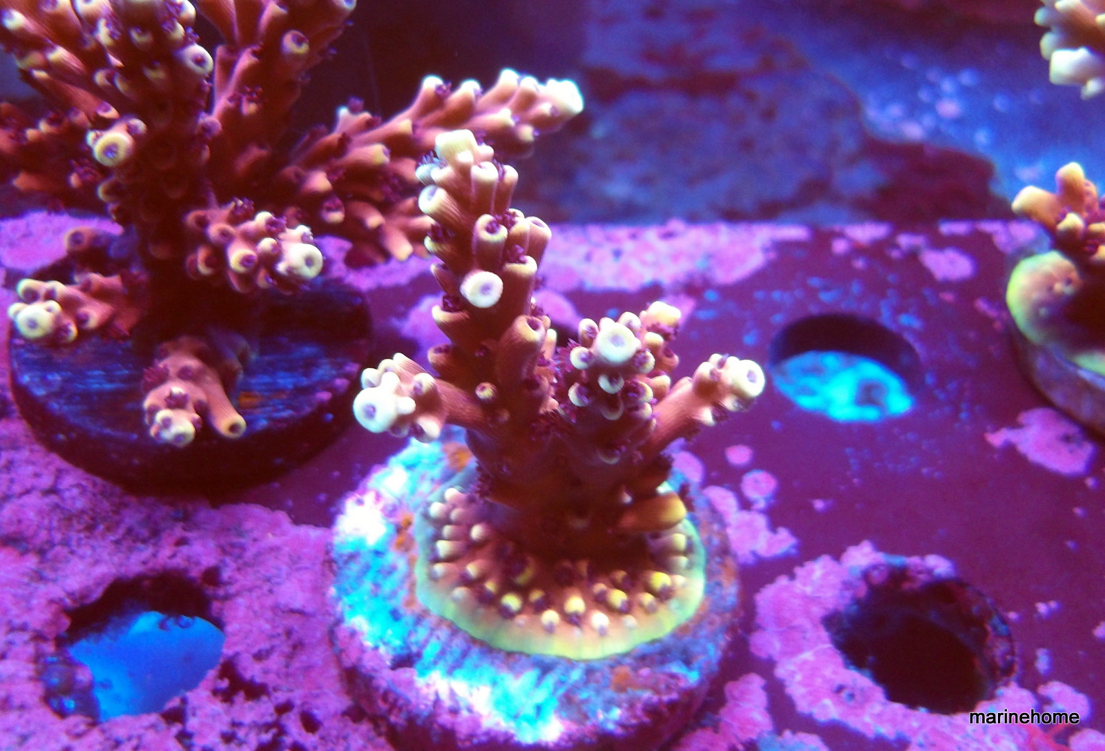 KODAK Digital Still Camera