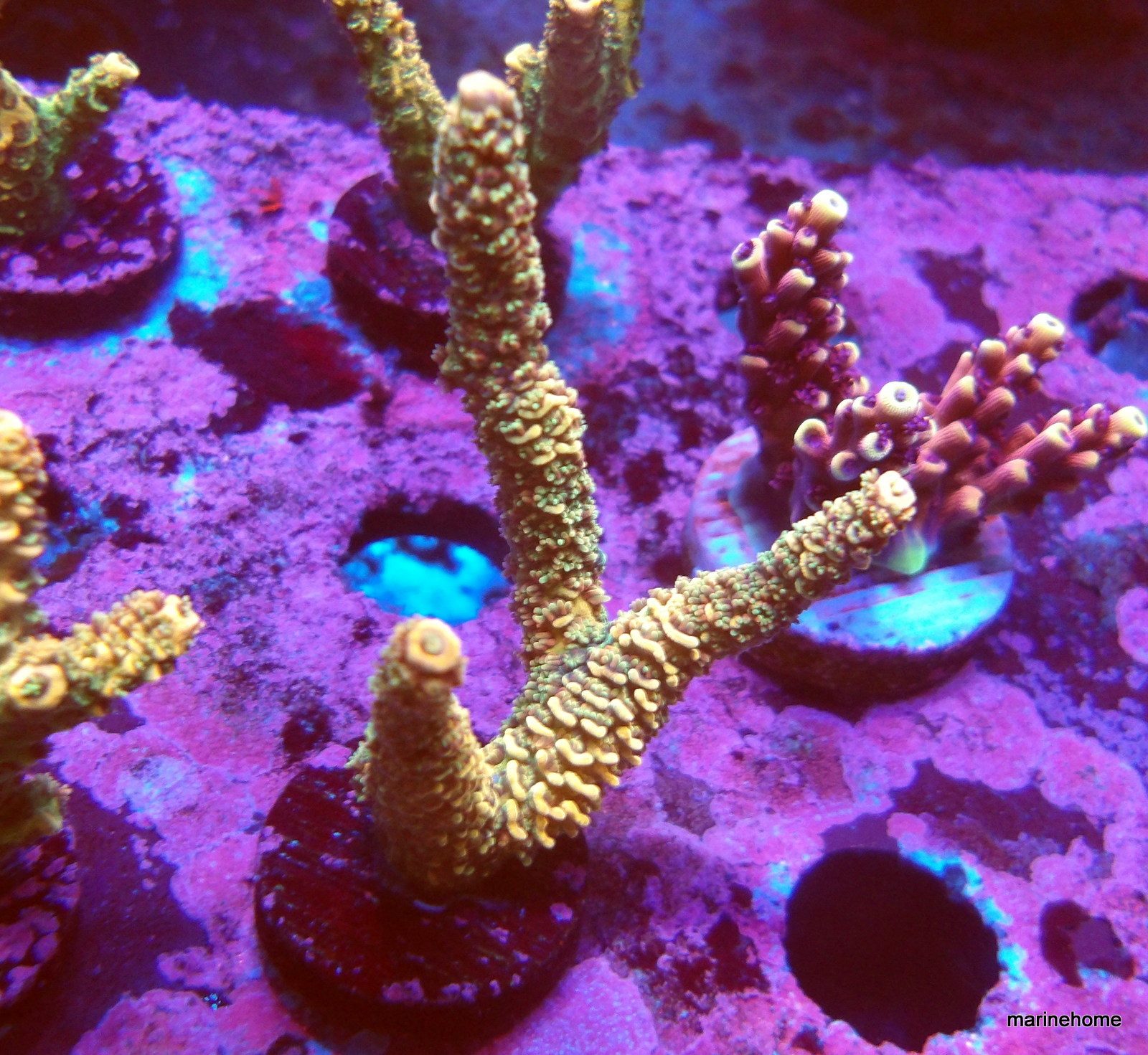 KODAK Digital Still Camera