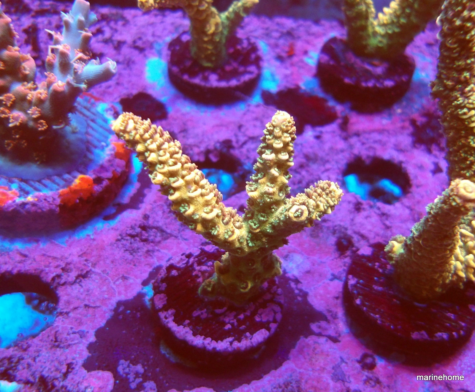 KODAK Digital Still Camera