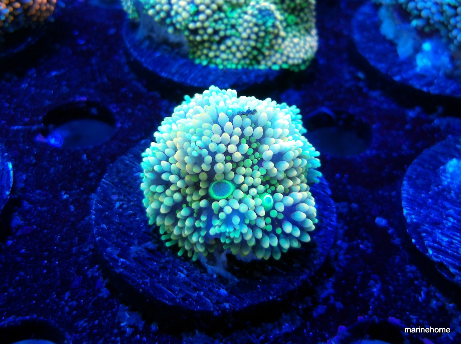 KODAK Digital Still Camera