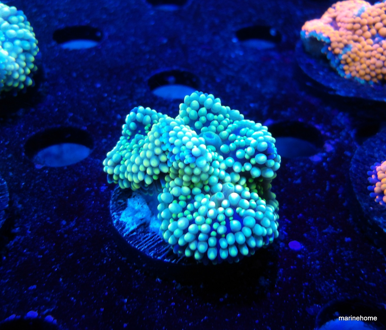 KODAK Digital Still Camera