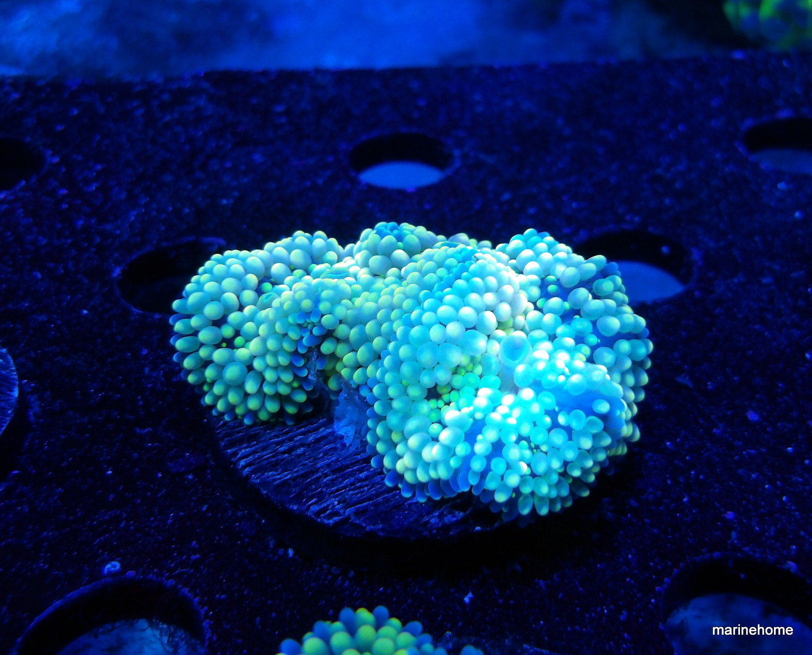 KODAK Digital Still Camera