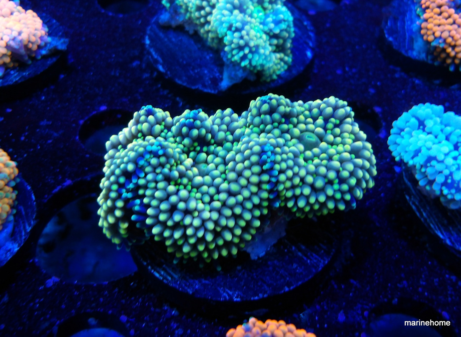 KODAK Digital Still Camera