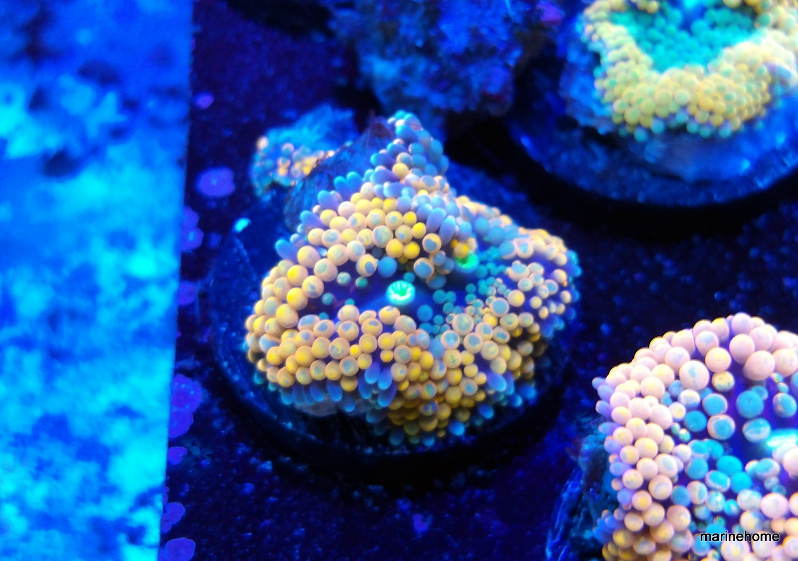 KODAK Digital Still Camera