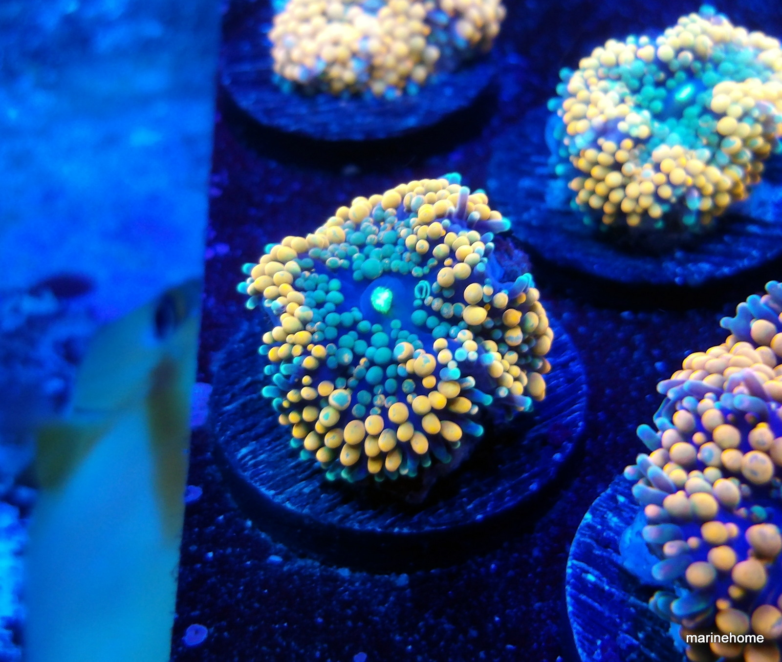 KODAK Digital Still Camera