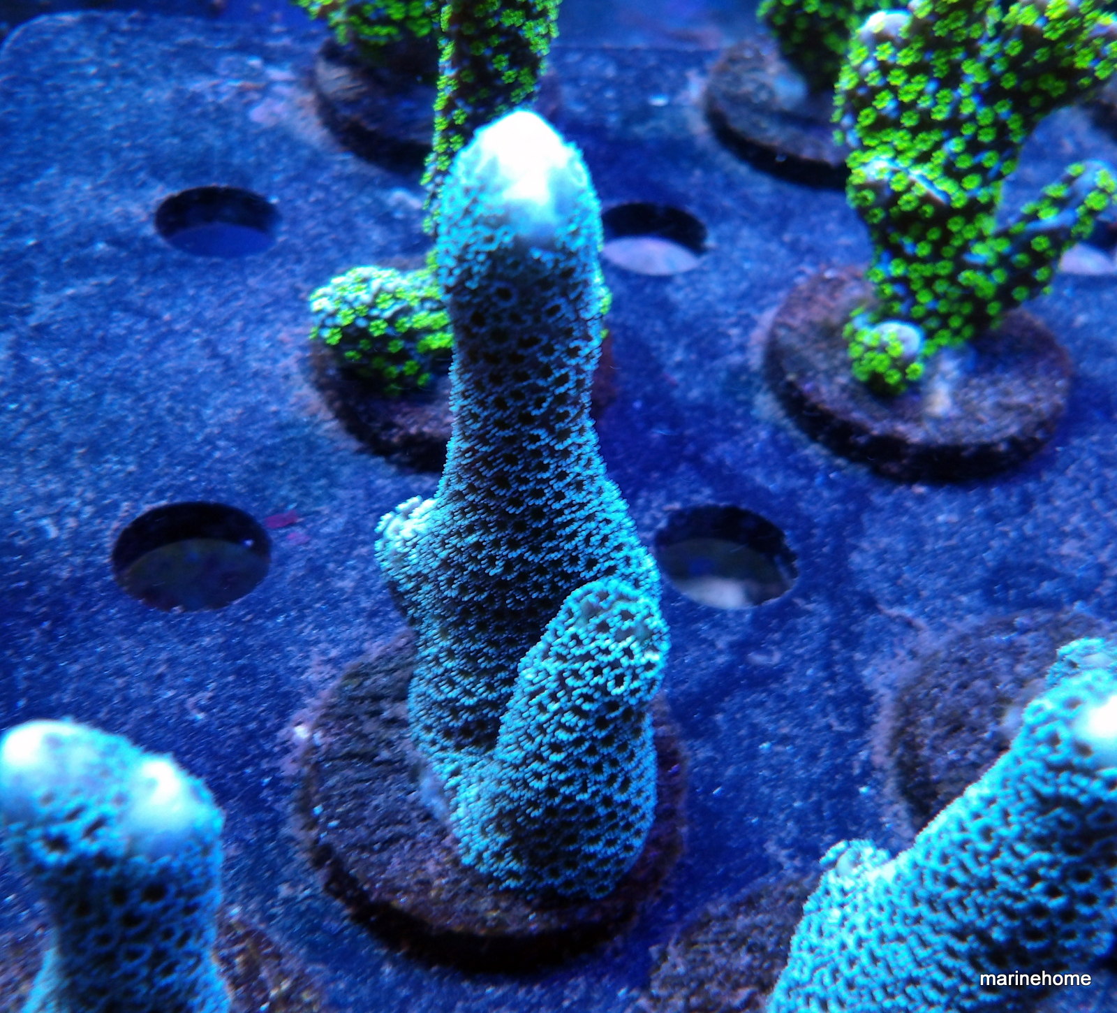 KODAK Digital Still Camera