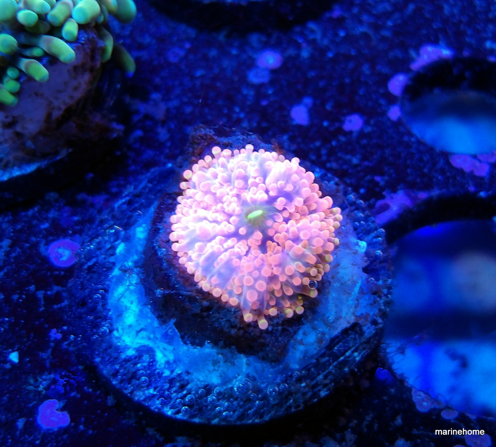 KODAK Digital Still Camera